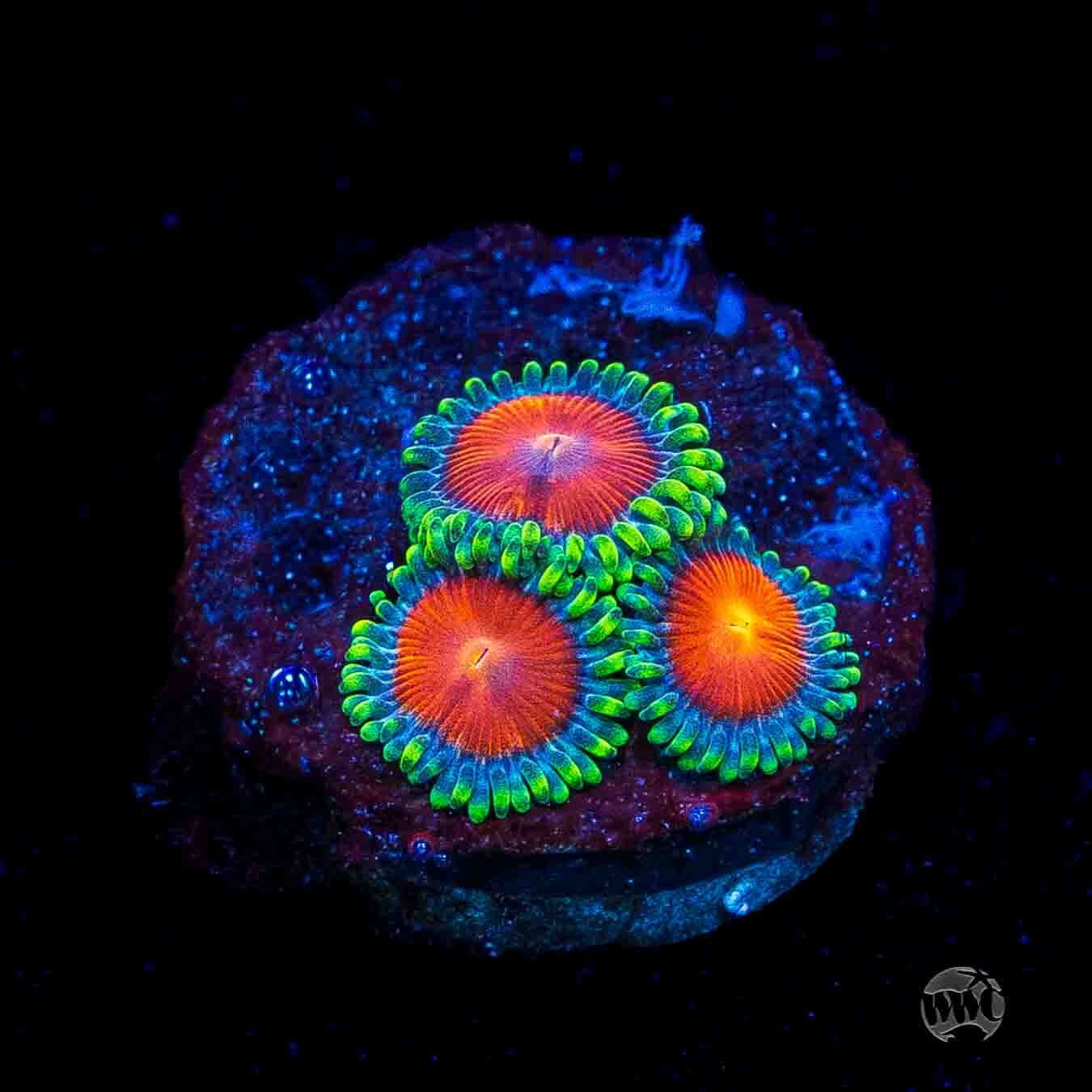 WWC Elemental Fury Zoanthids