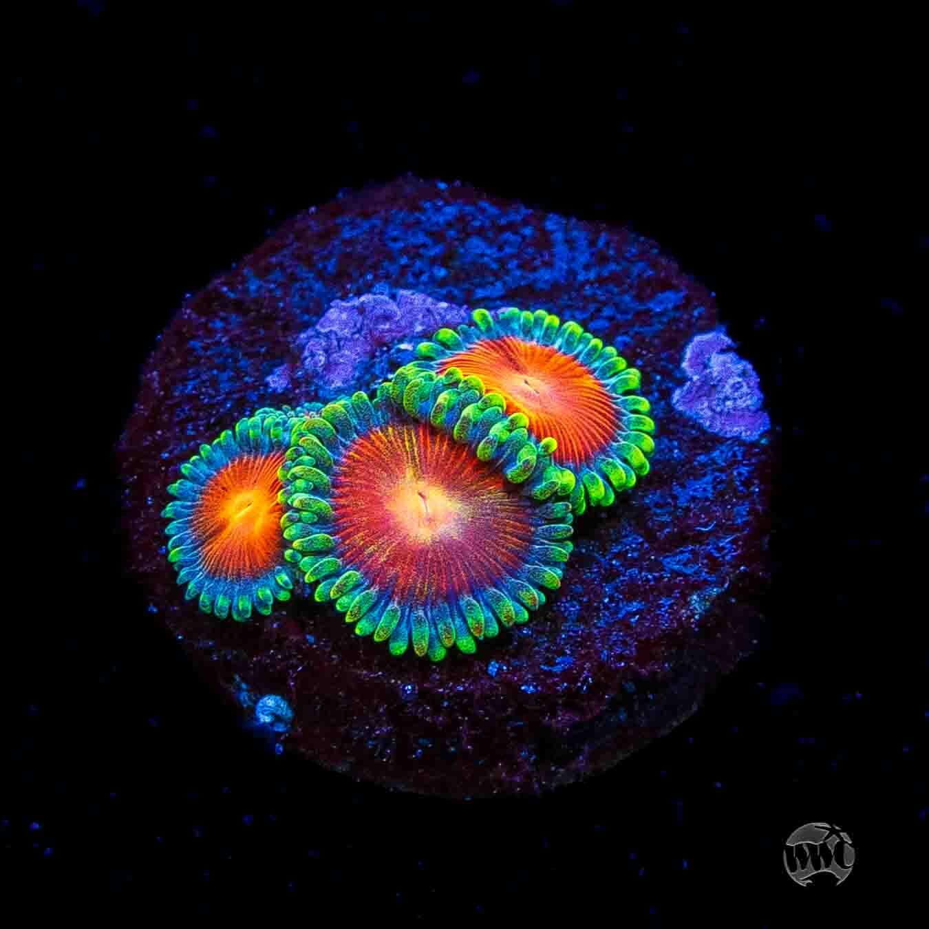 WWC Elemental Fury Zoanthids