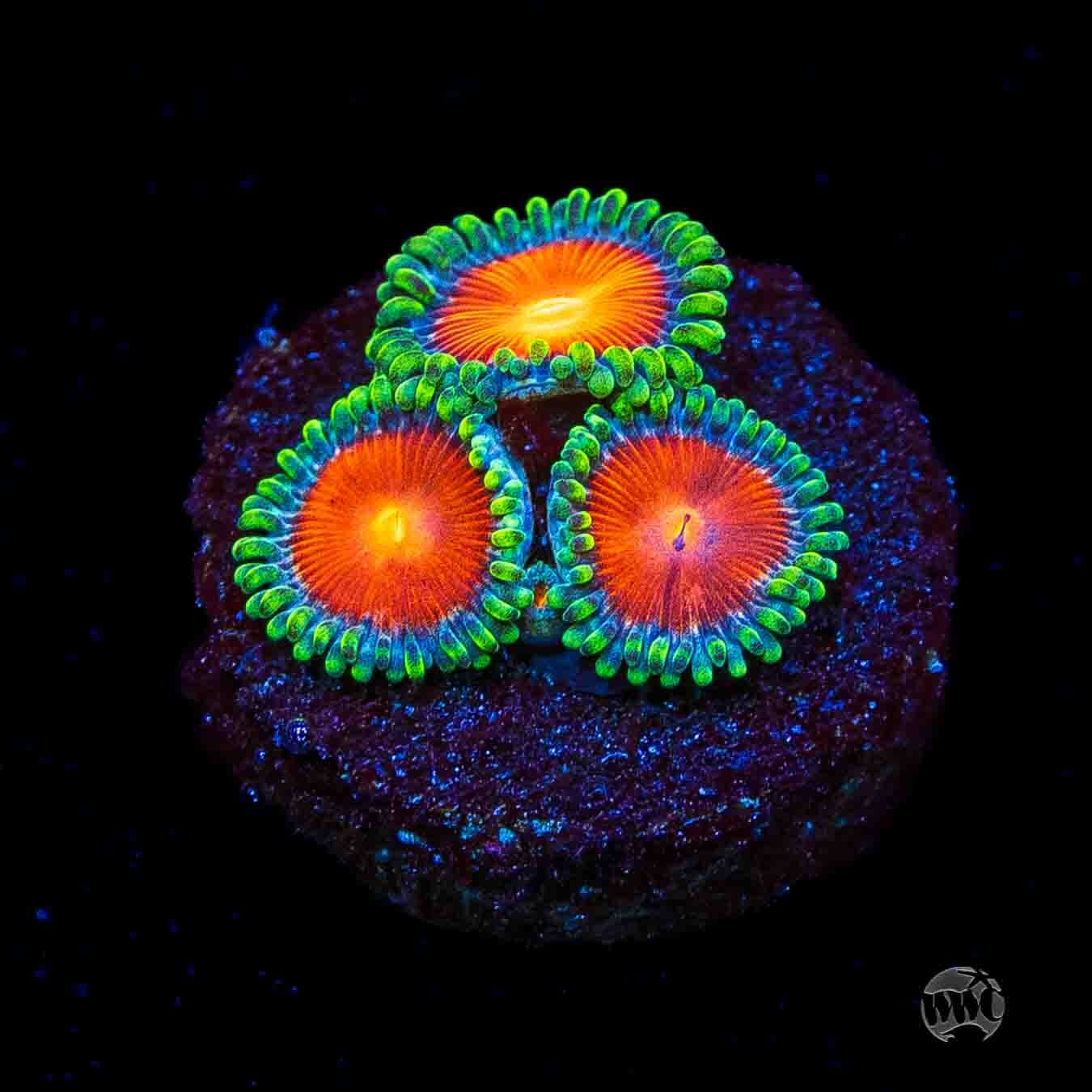 WWC Elemental Fury Zoanthids