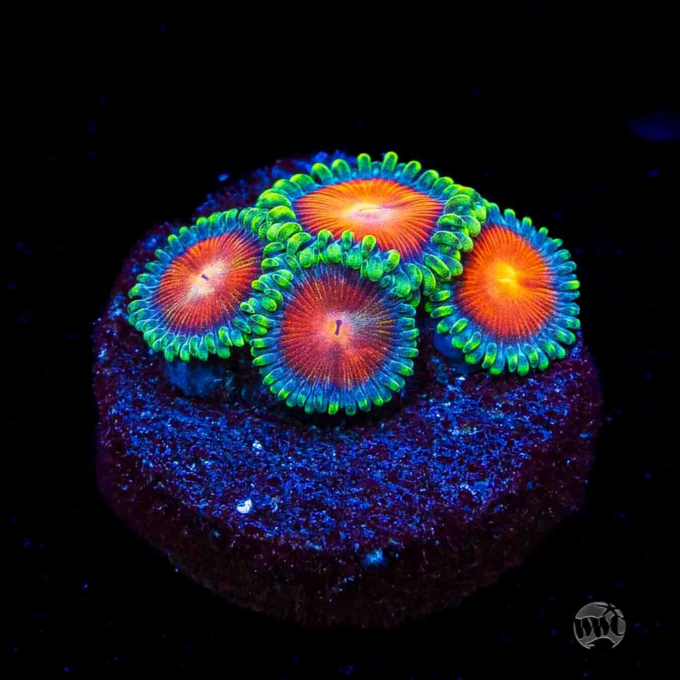 WWC Elemental Fury Zoanthids