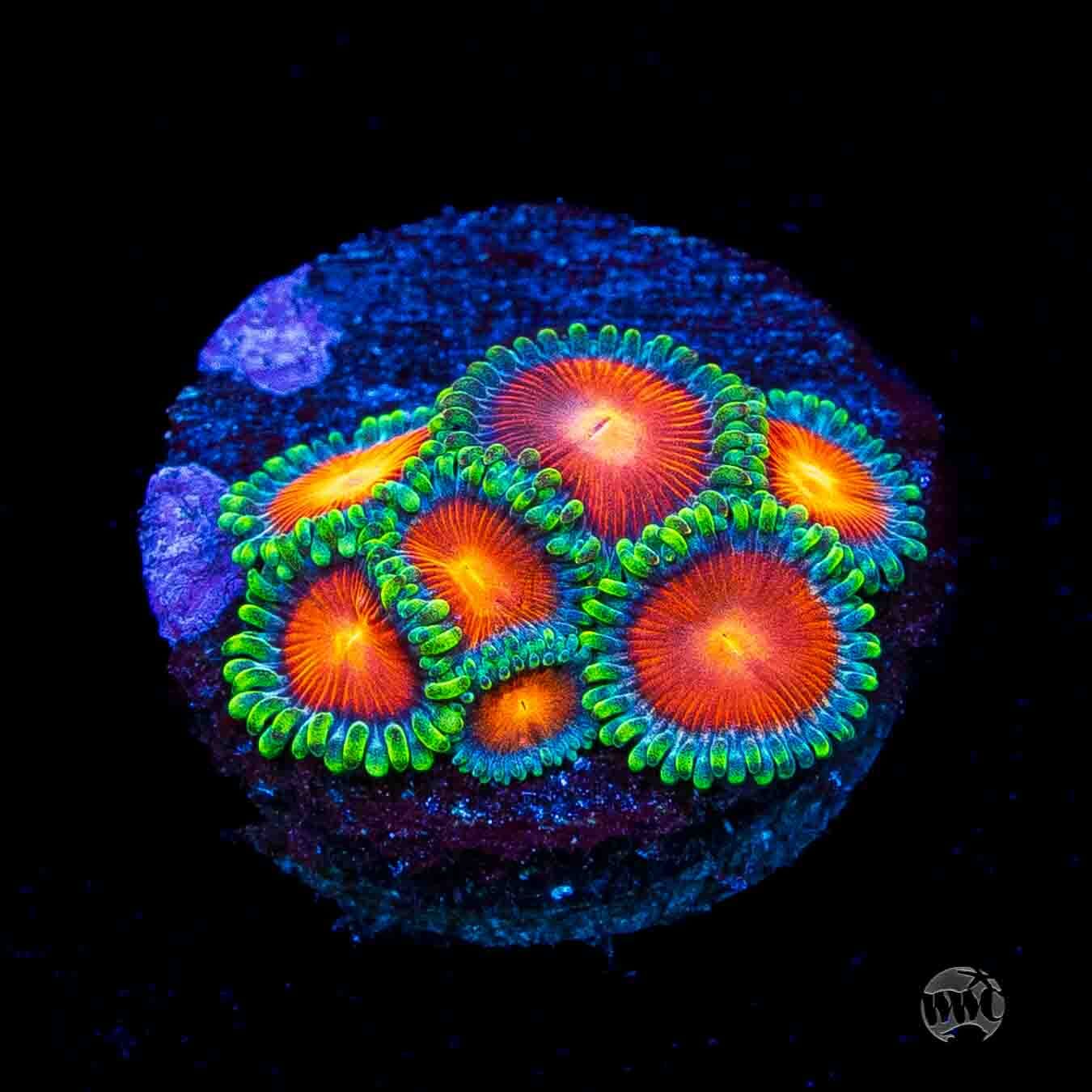 WWC Elemental Fury Zoanthids