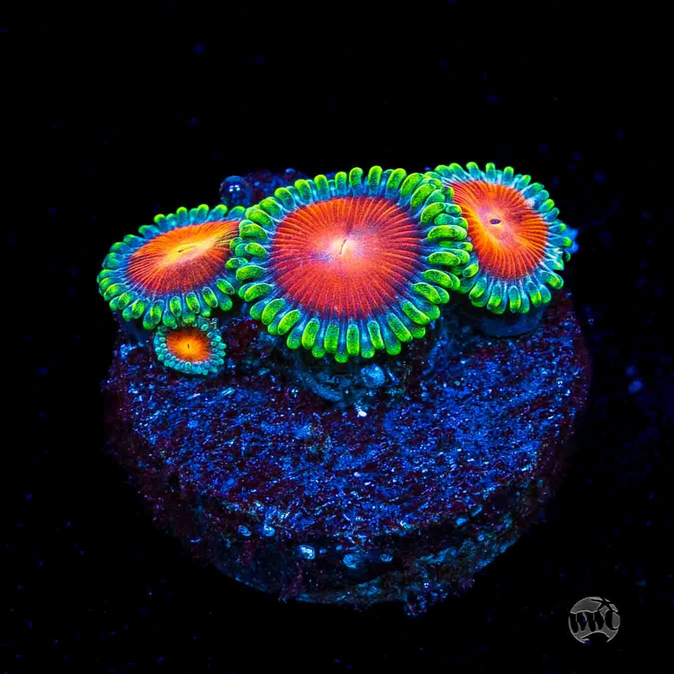WWC Elemental Fury Zoanthids