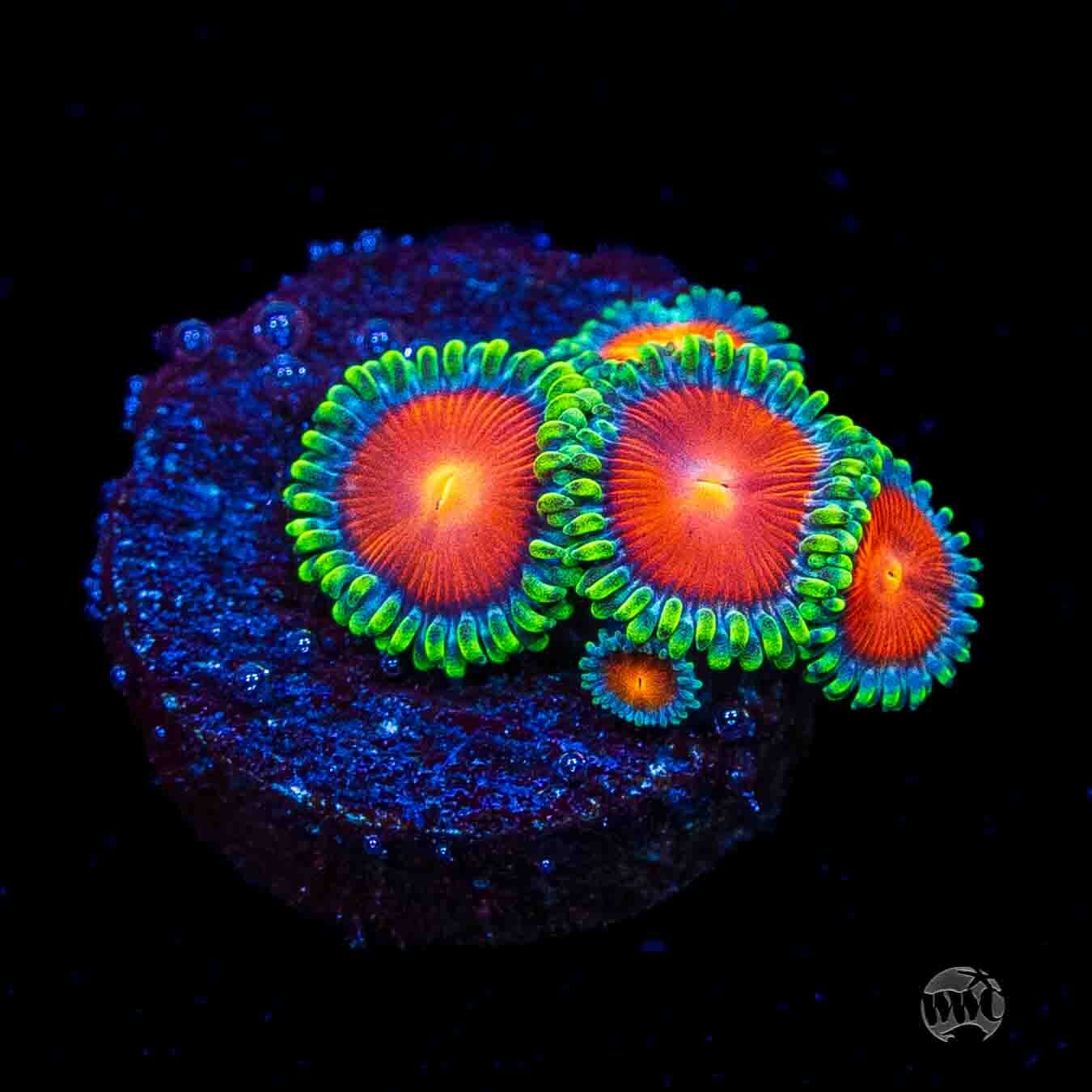 WWC Elemental Fury Zoanthids
