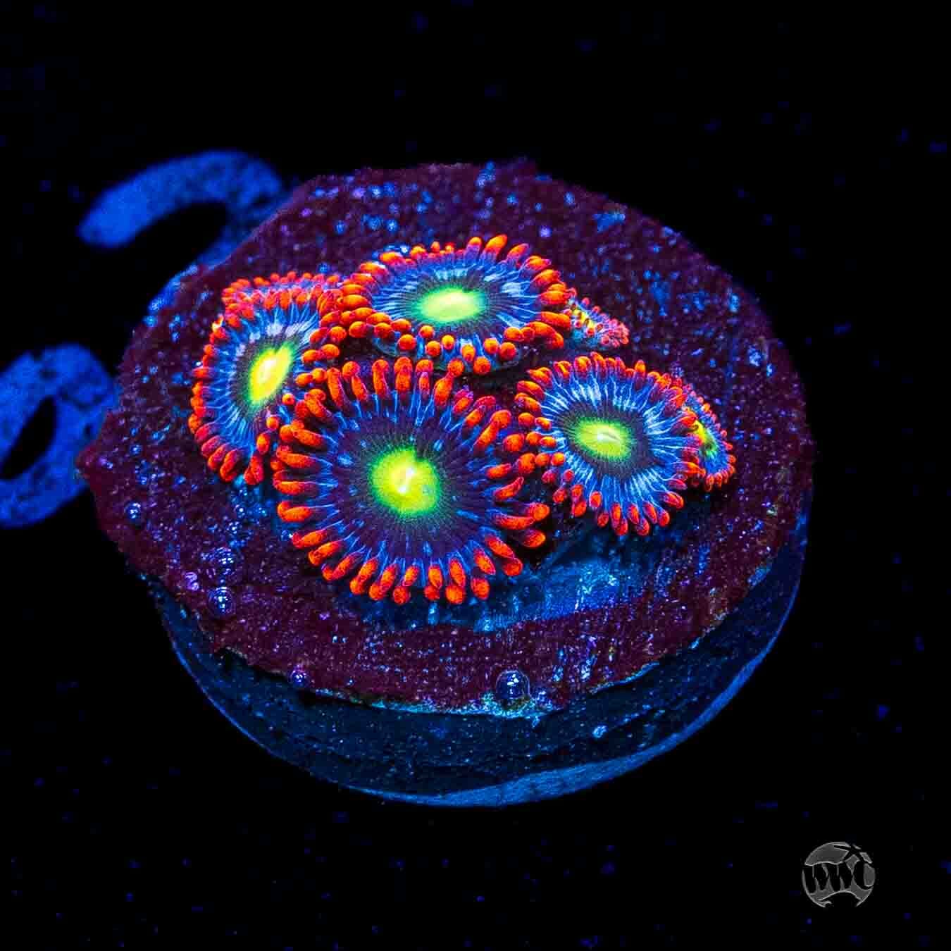 WWC Monster Mash Zoanthids
