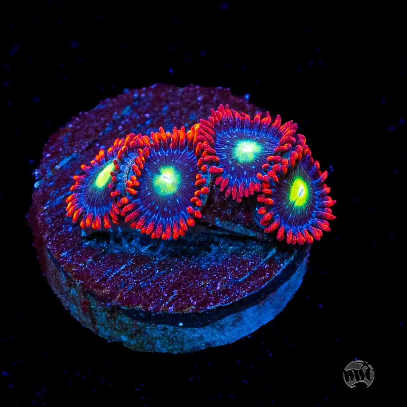 WWC Monster Mash Zoanthids