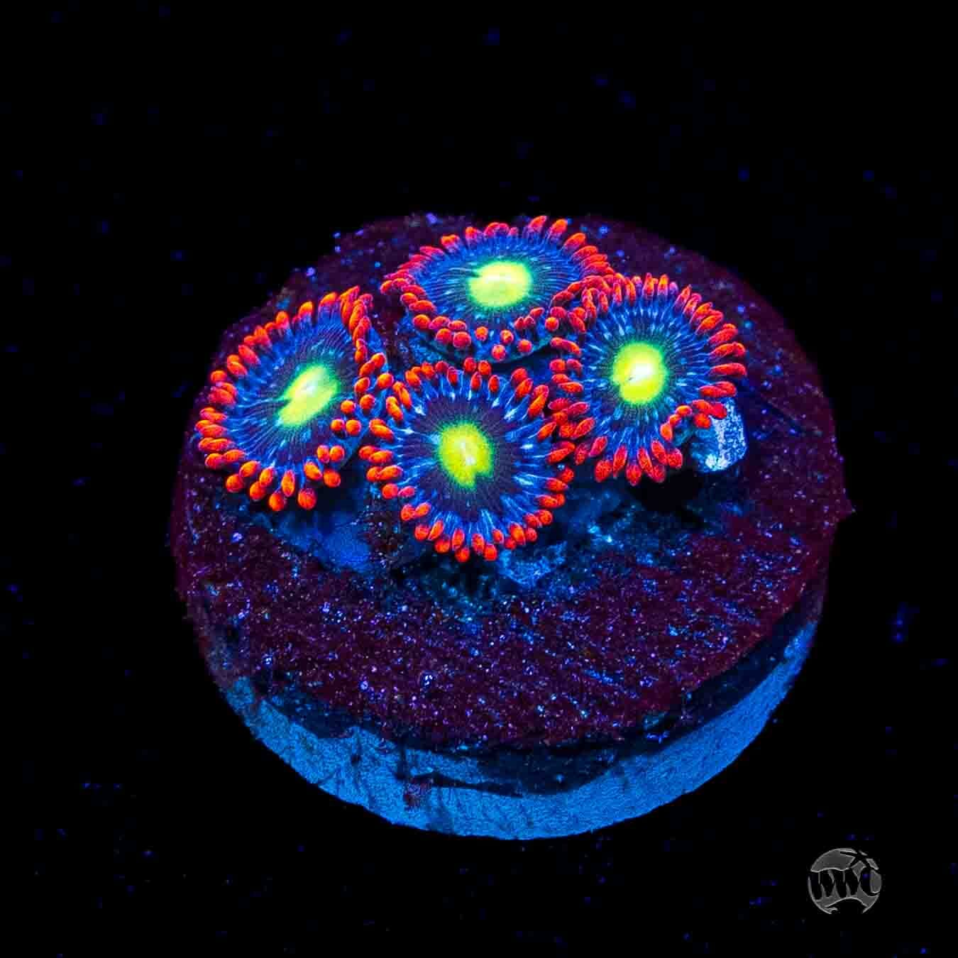 WWC Monster Mash Zoanthids