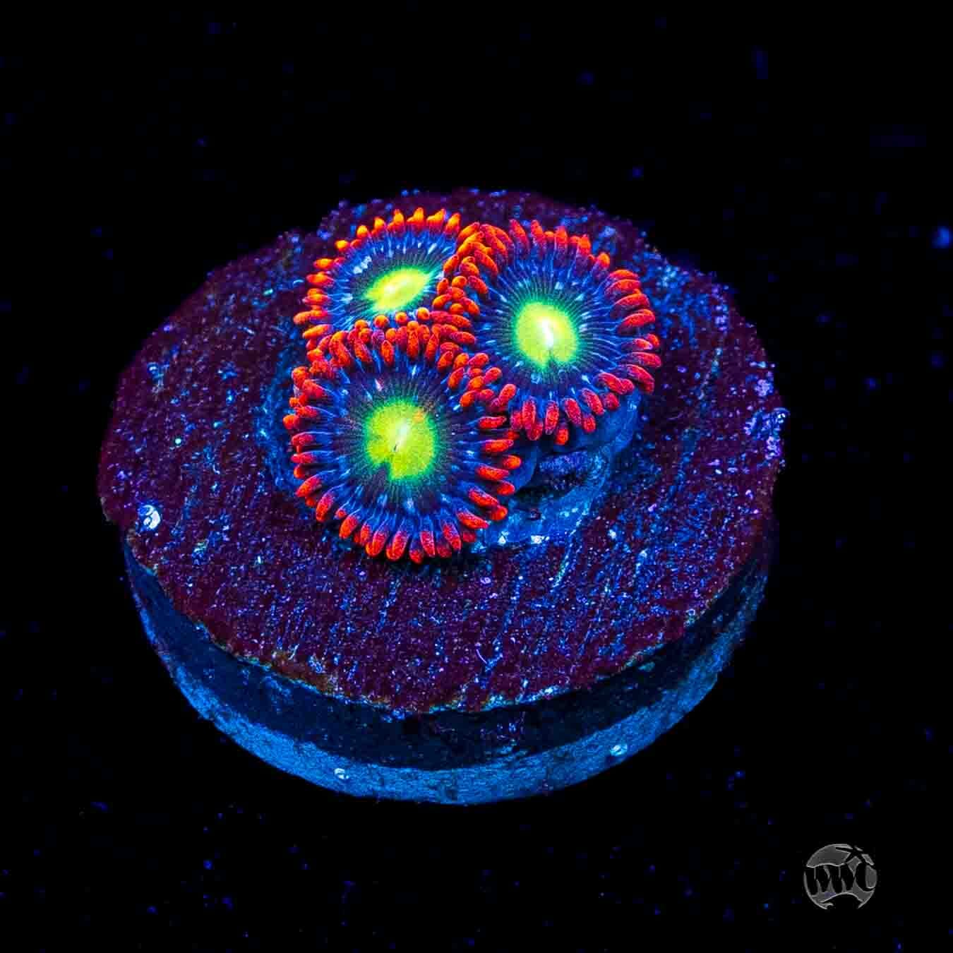 WWC Monster Mash Zoanthids