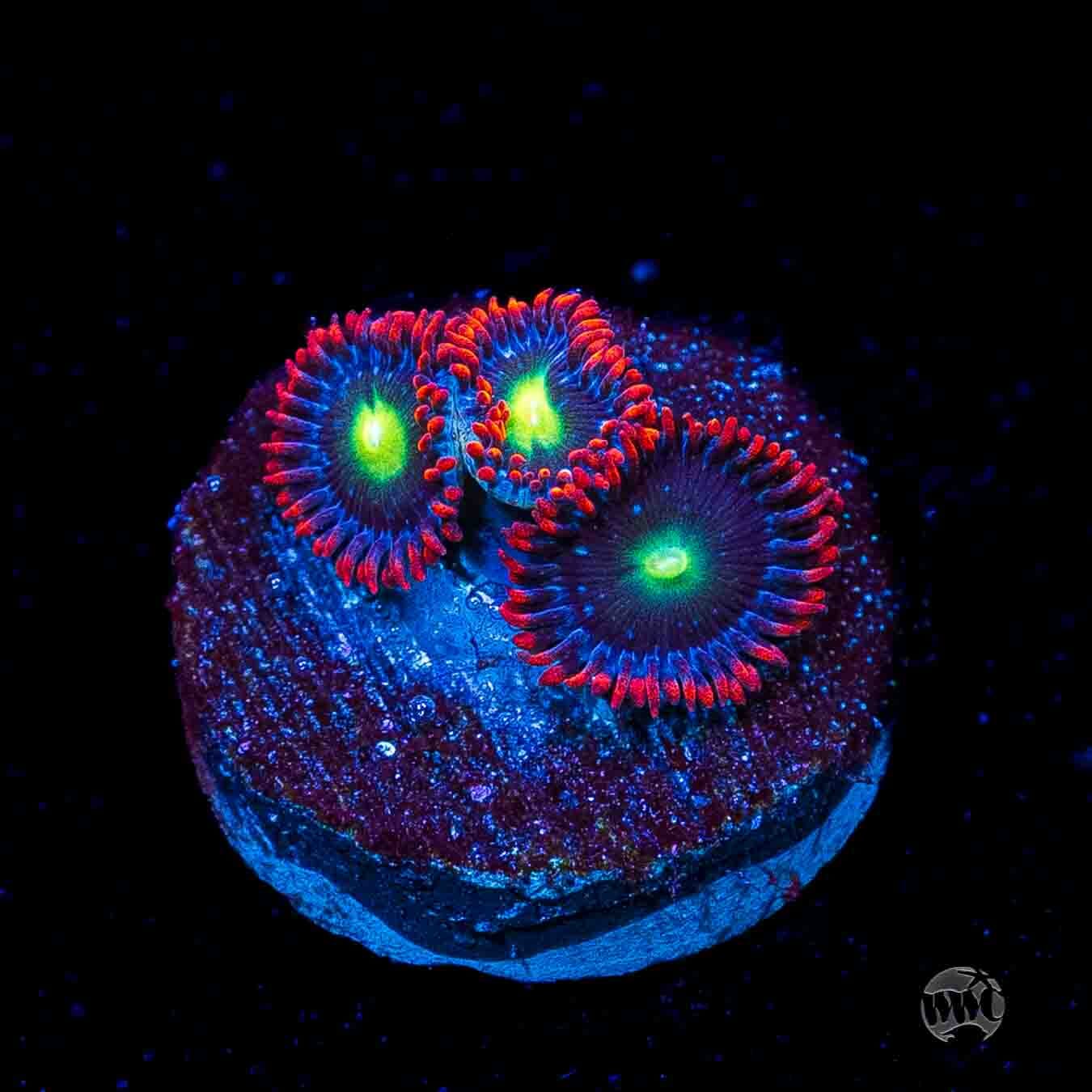 WWC Monster Mash Zoanthids