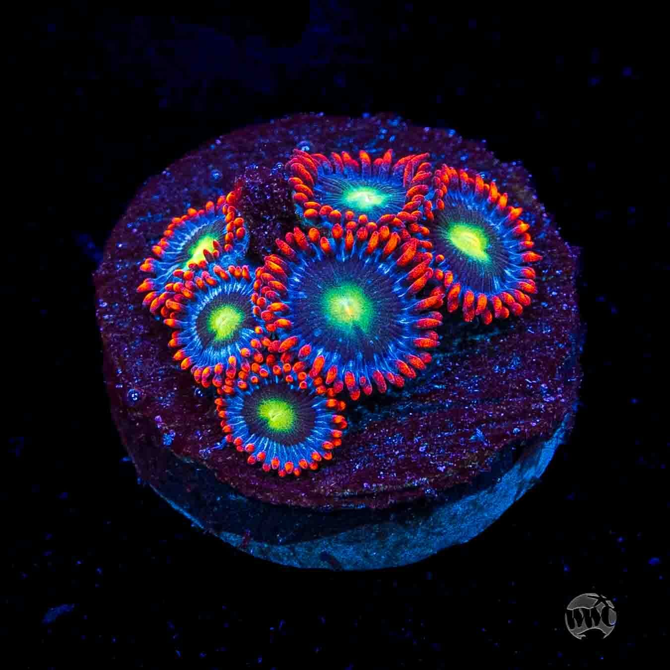 WWC Monster Mash Zoanthids
