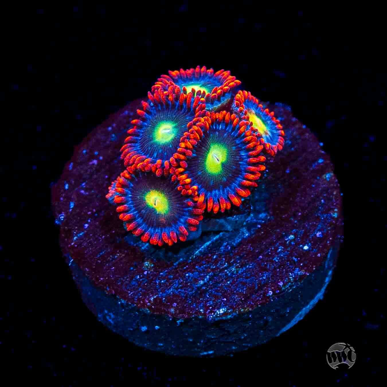 WWC Monster Mash Zoanthids