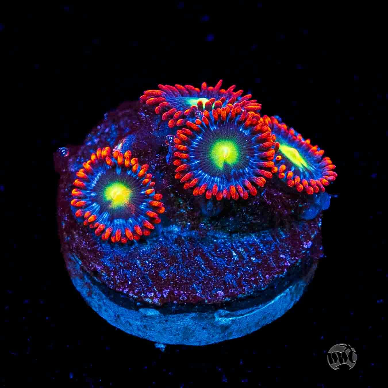 WWC Monster Mash Zoanthids