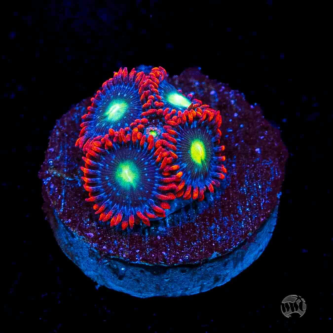 WWC Monster Mash Zoanthids