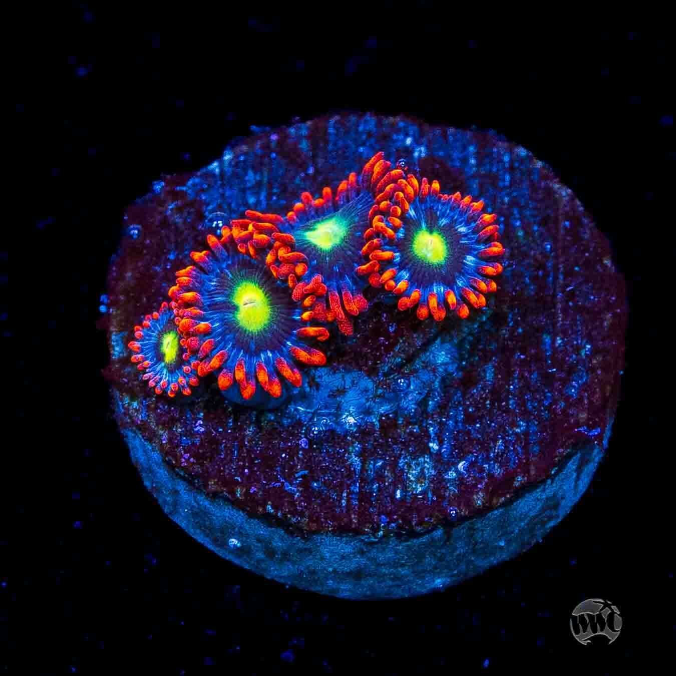 WWC Monster Mash Zoanthids