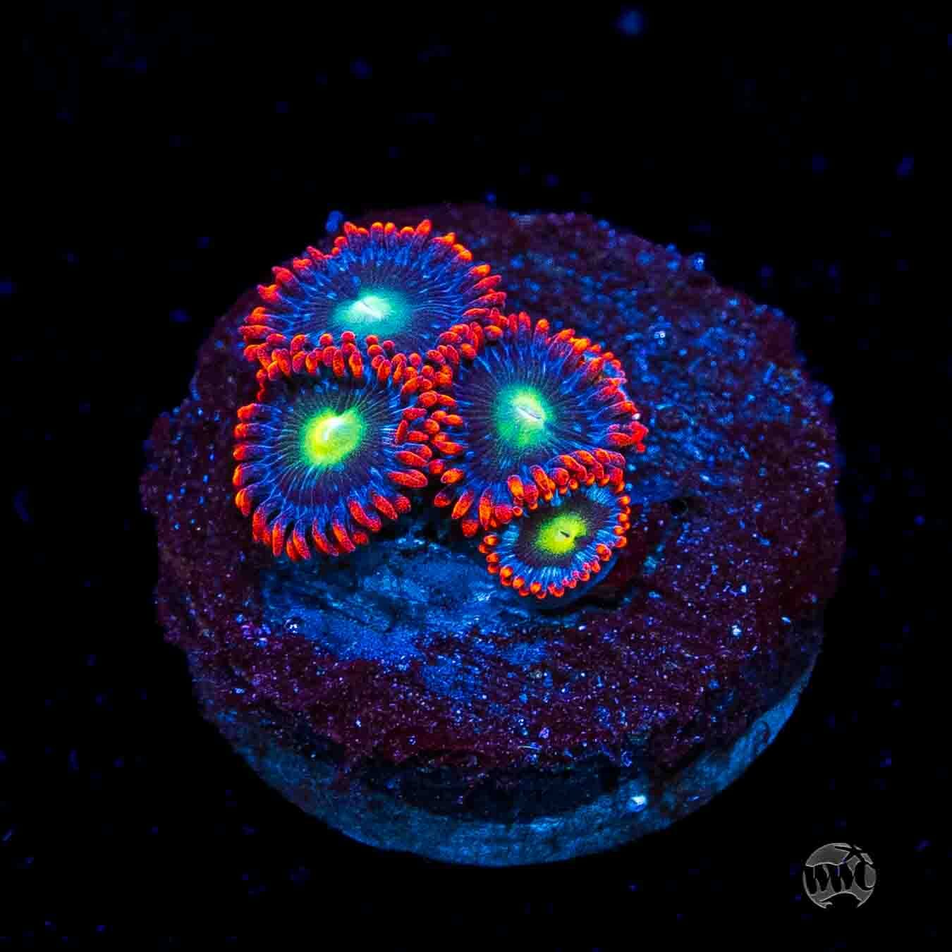 WWC Monster Mash Zoanthids