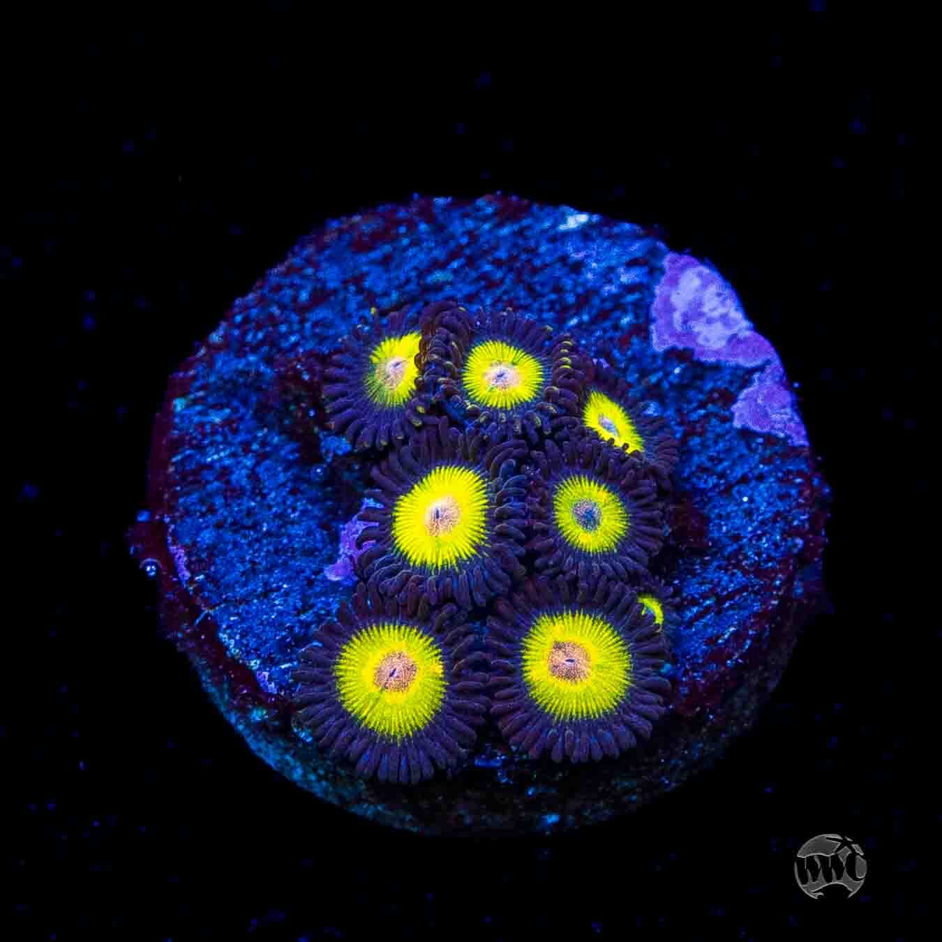 WWC Goldeneye Zoanthids