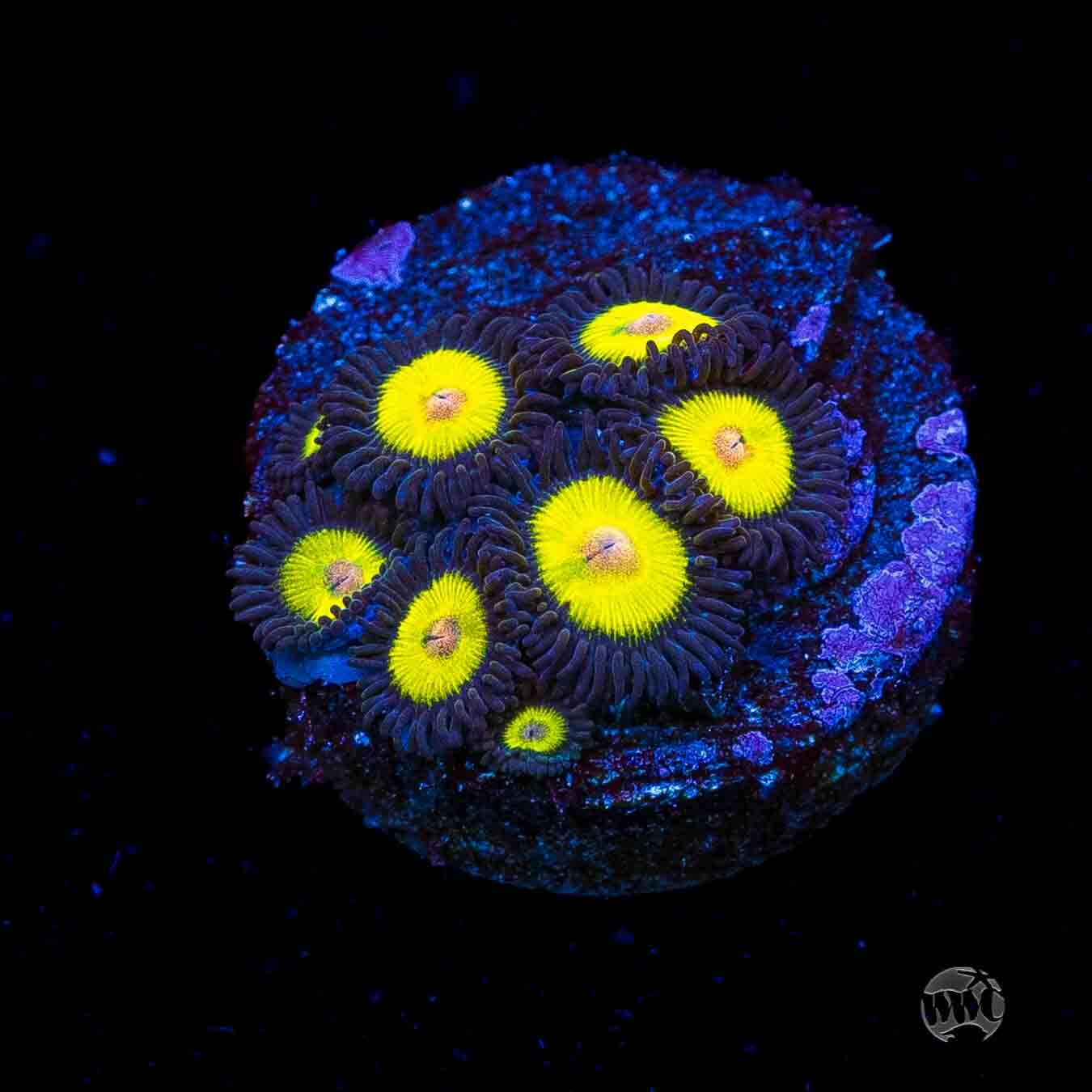 WWC Goldeneye Zoanthids
