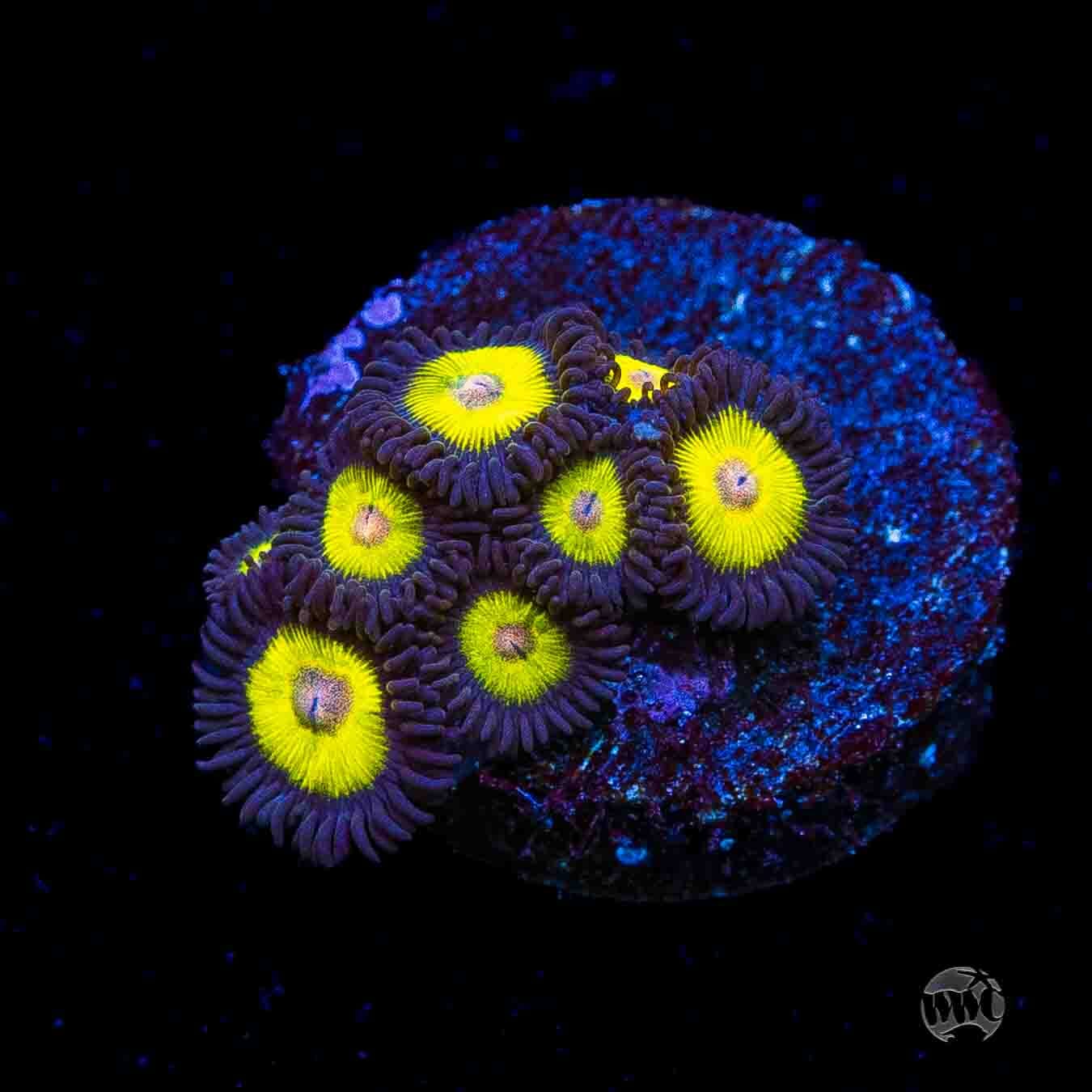 WWC Goldeneye Zoanthids
