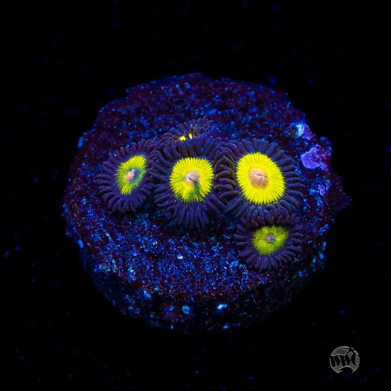 WWC Goldeneye Zoanthids