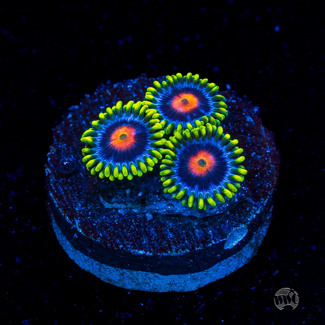 WWC Ultimate Blowpop Zoanthids