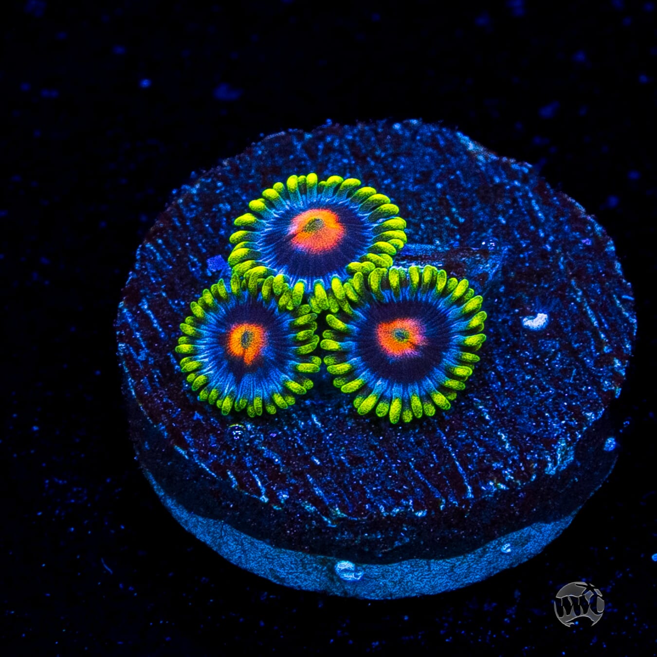 WWC Ultimate Blow Pop Zoanthids
