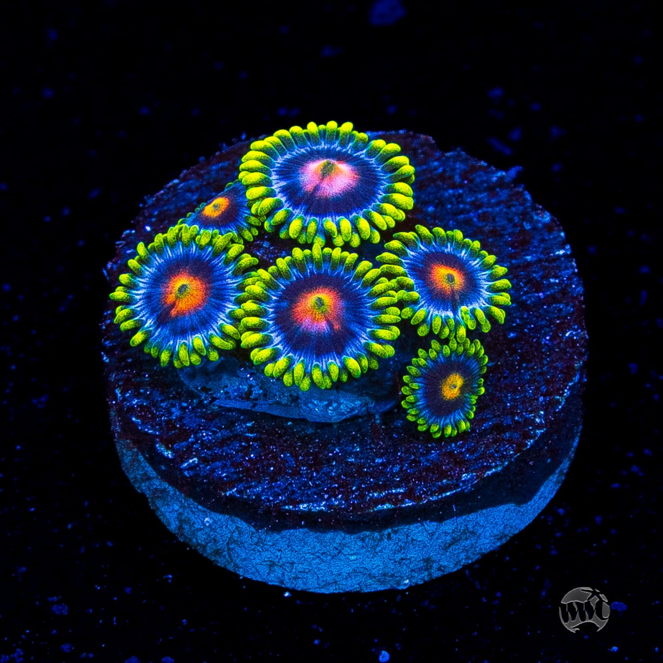 WWC Ultimate Blow Pop Zoanthids