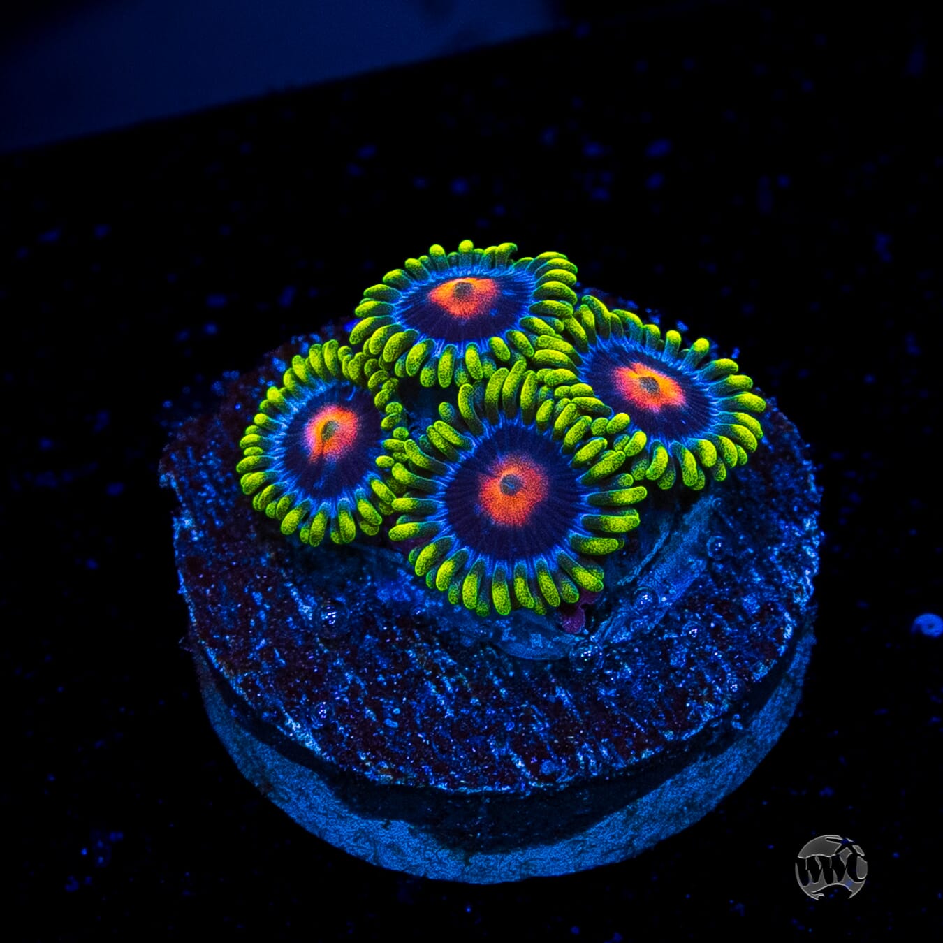 WWC Ultimate Blow Pop Zoanthids