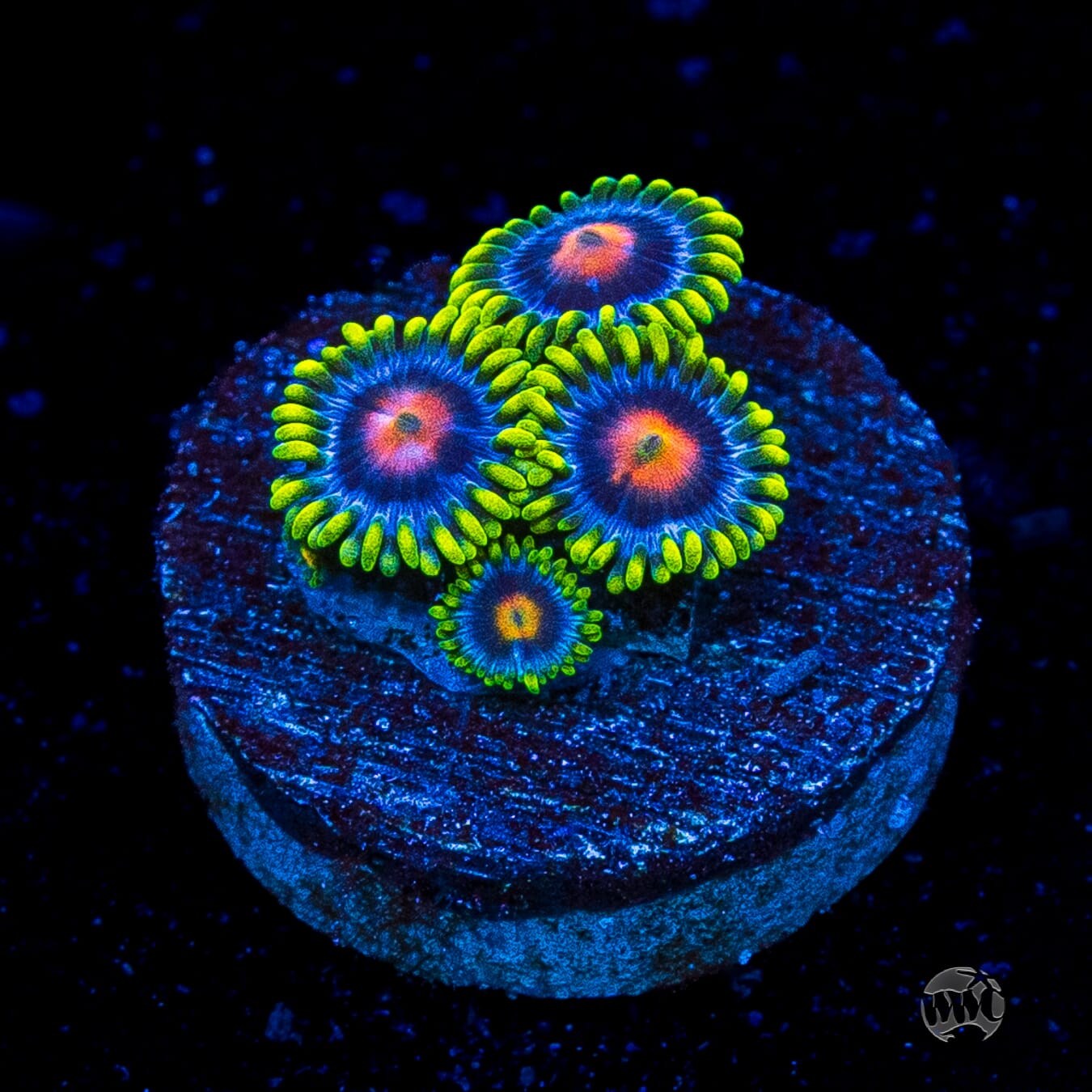 WWC Ultimate Blow Pop Zoanthids