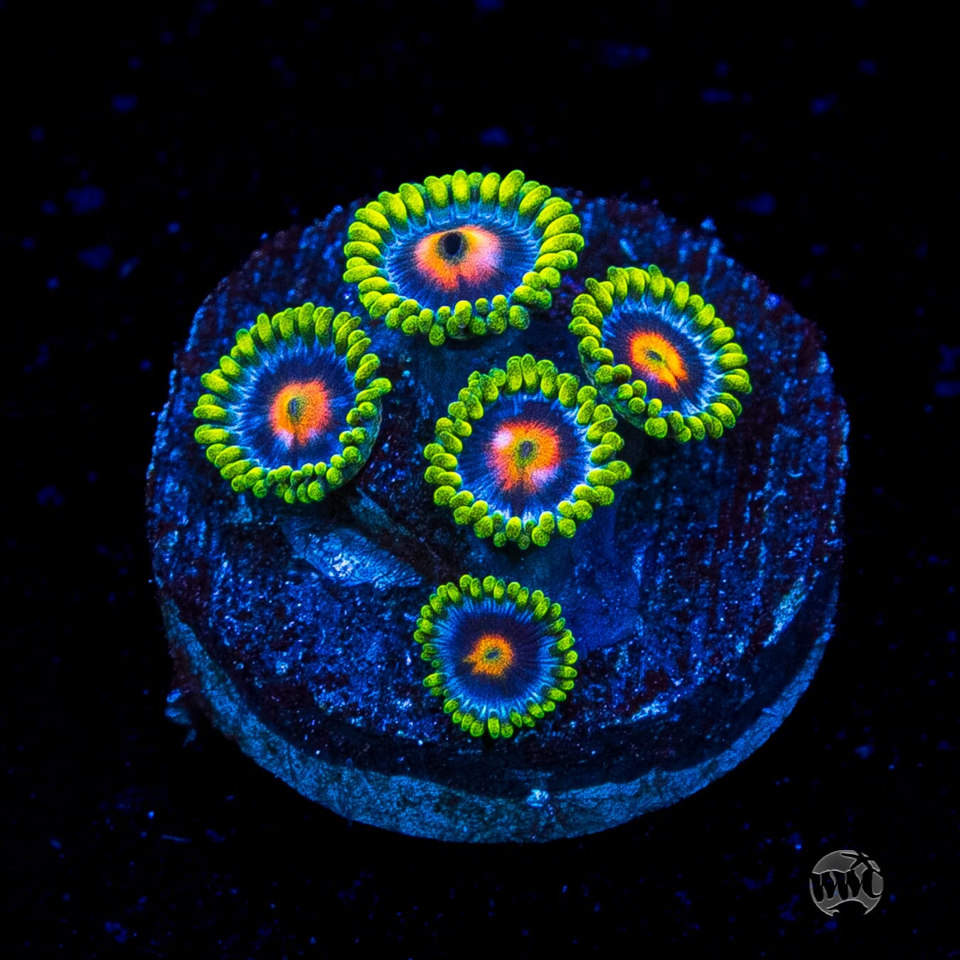 WWC Ultimate Blow Pop Zoanthids
