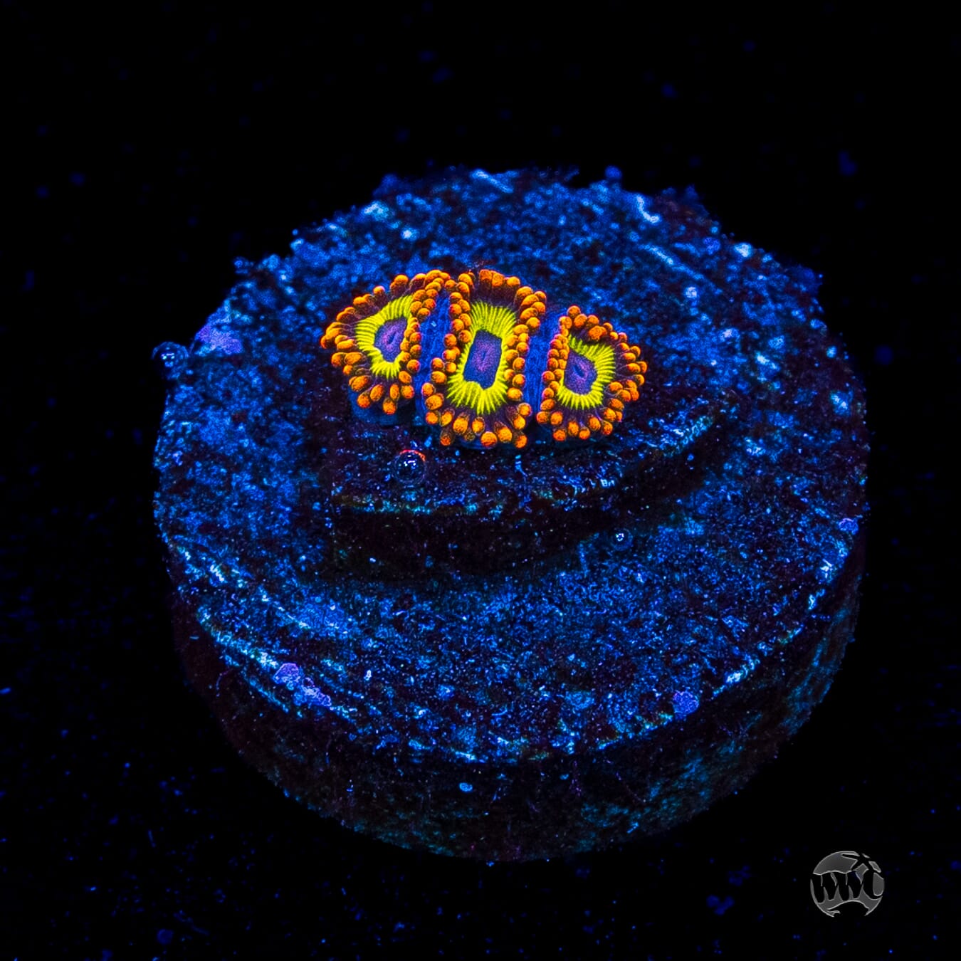 Fruit Loopz Zoanthids