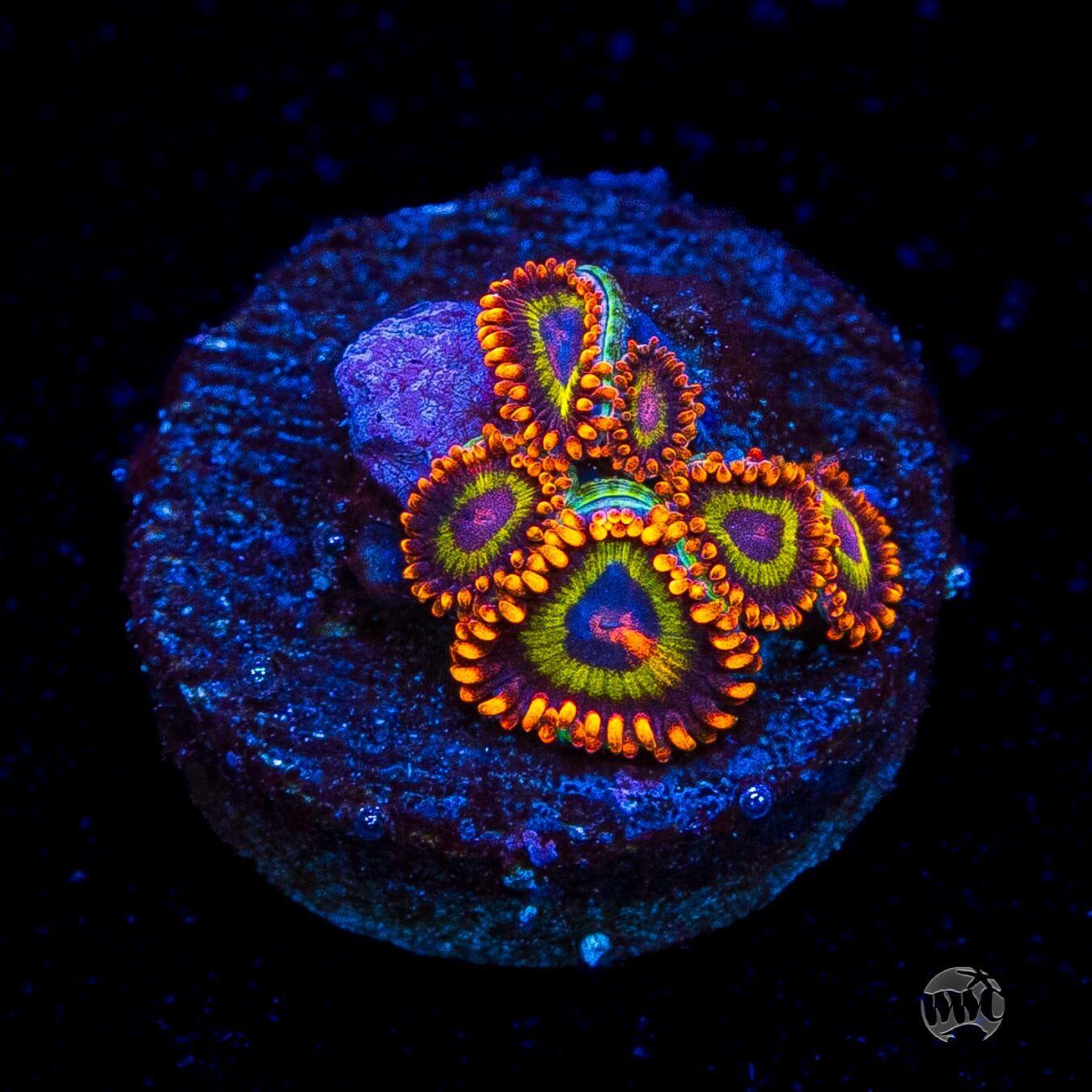 Fruit Loopz Zoanthids