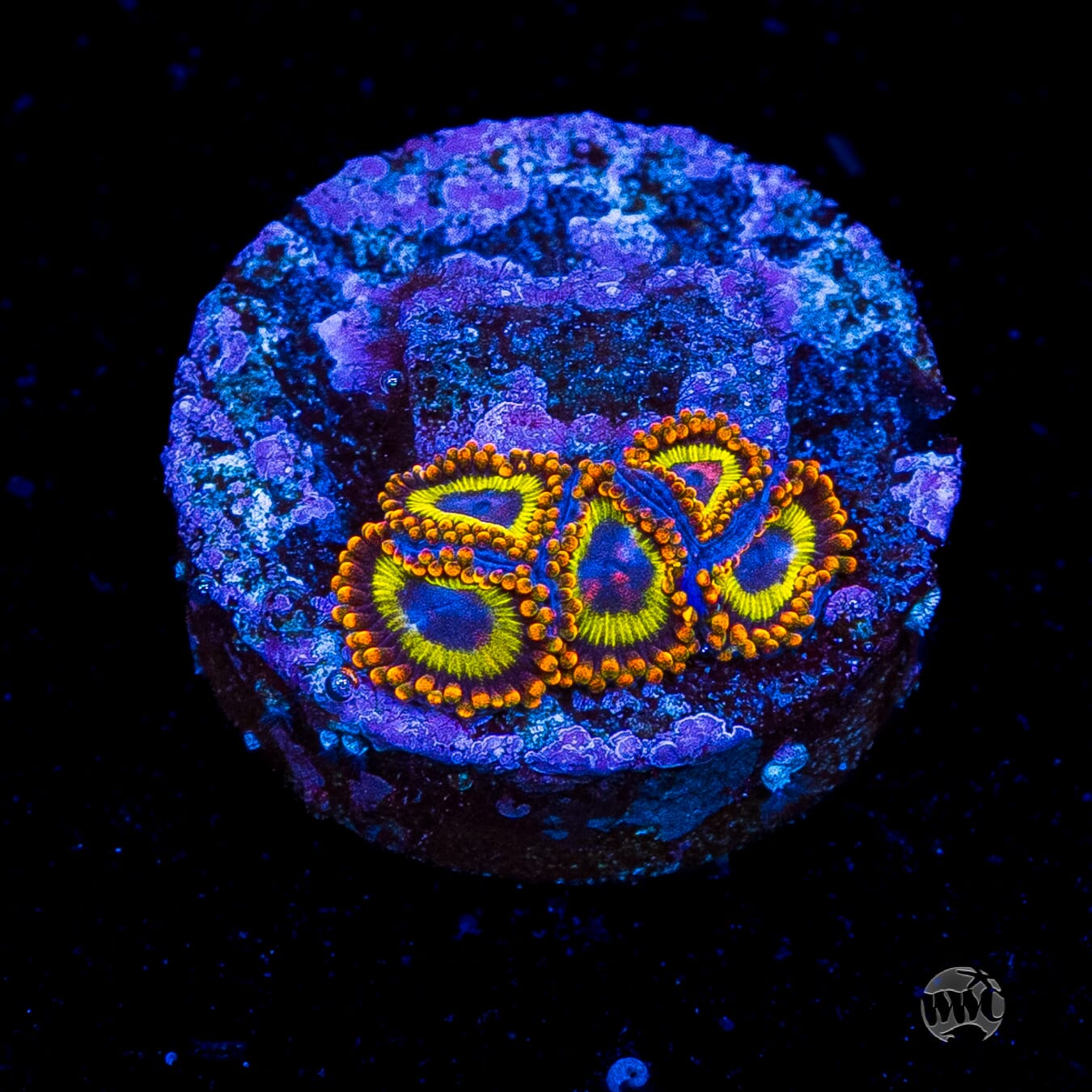 Fruit Loopz Zoanthids