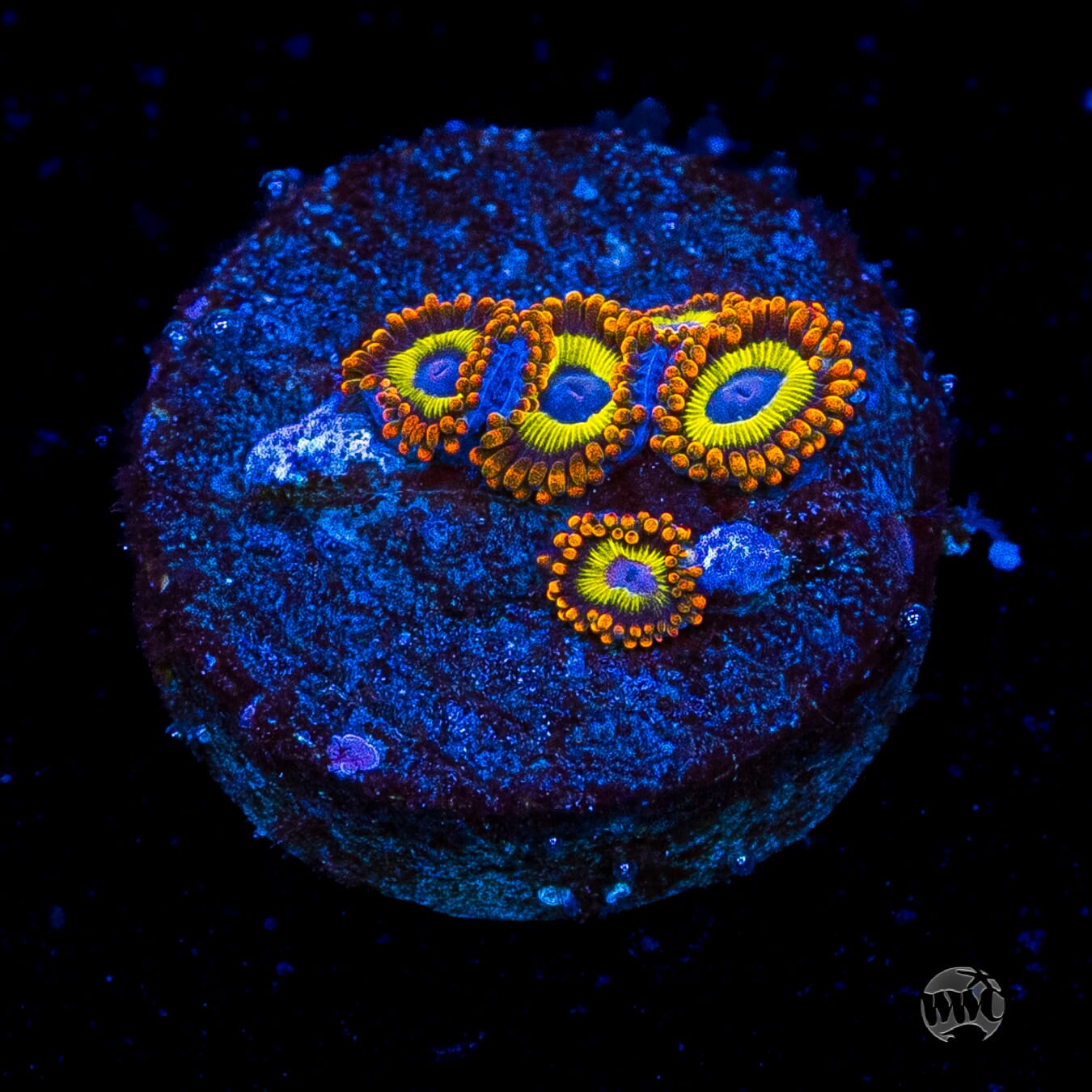 Fruit Loopz Zoanthids