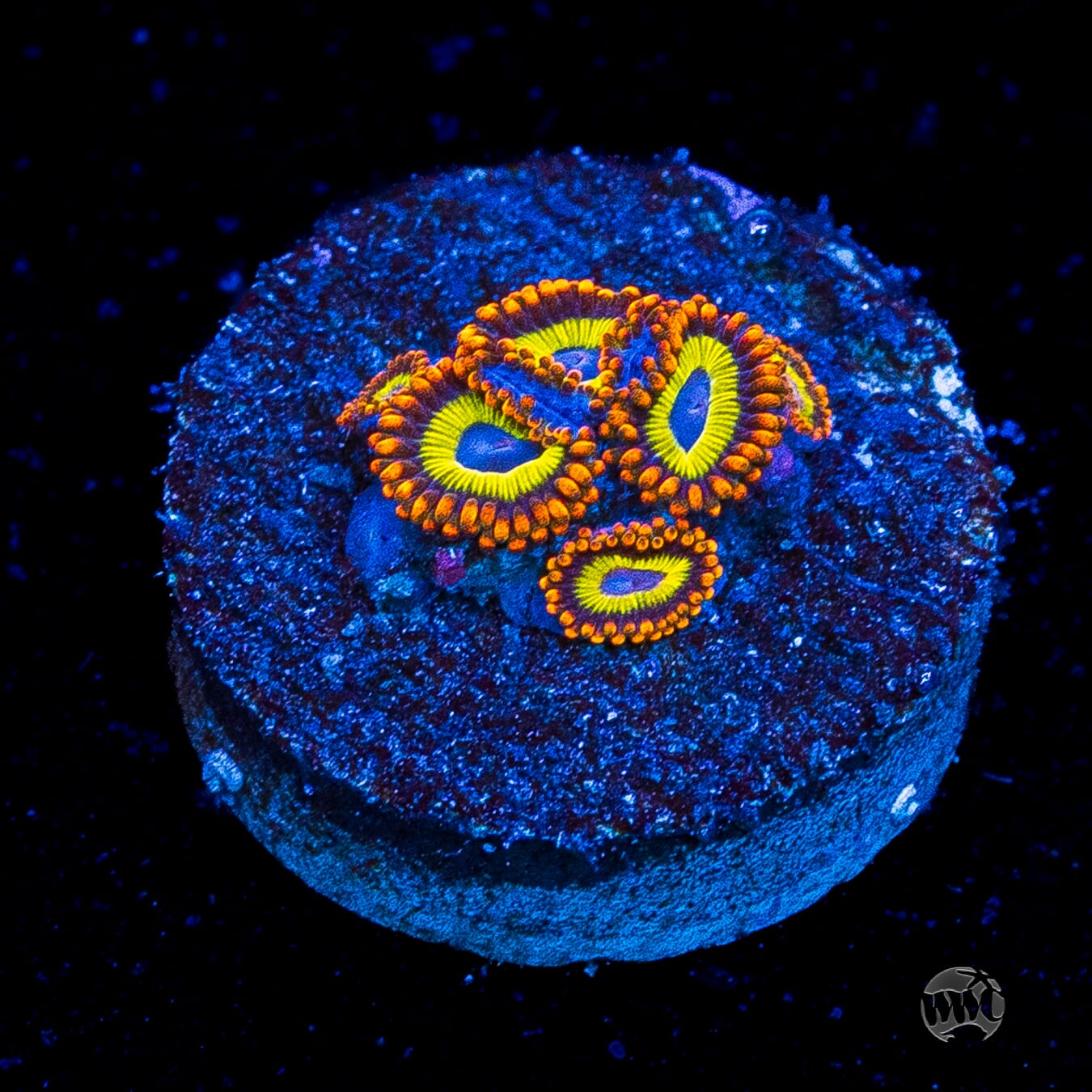 Fruit Loopz Zoanthids