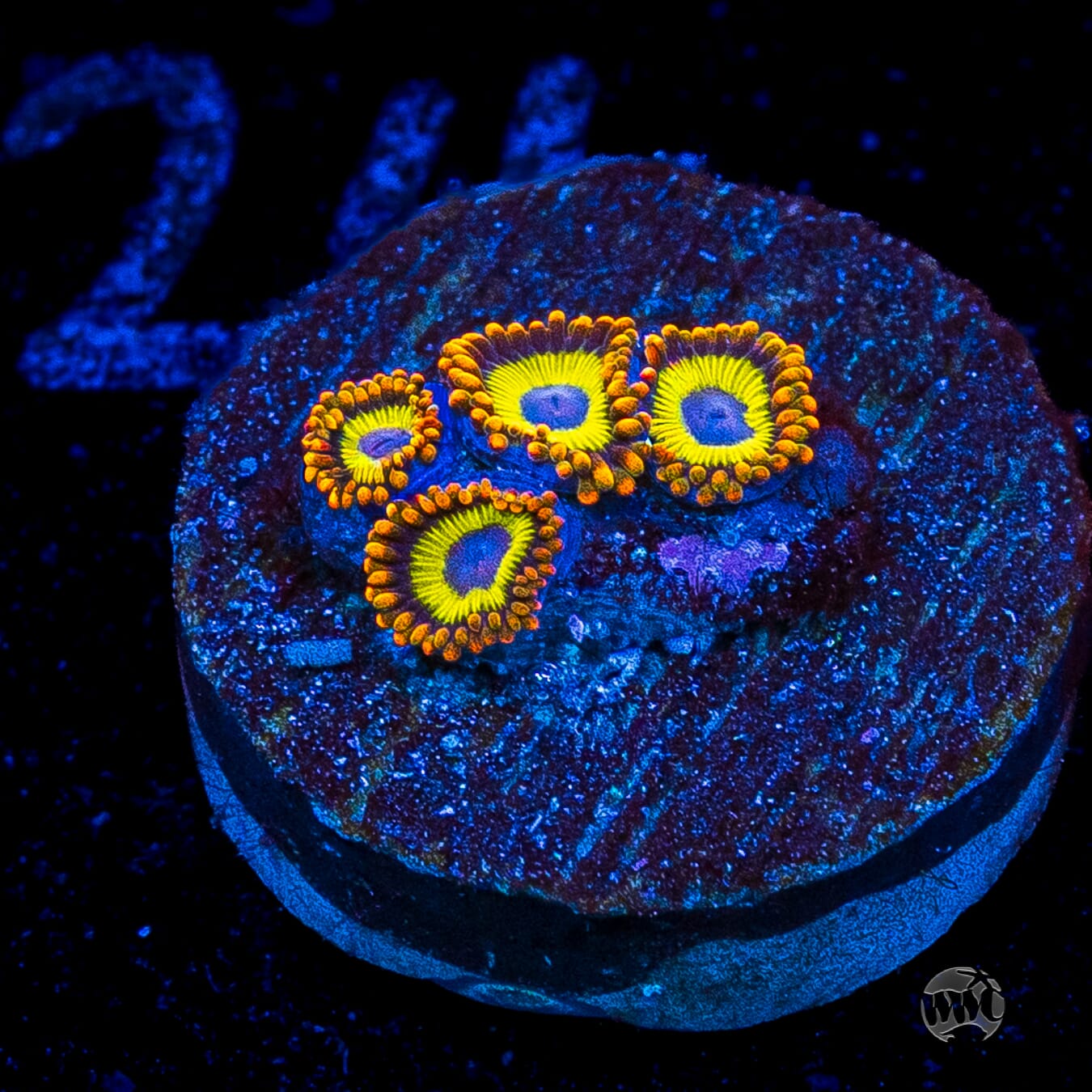 Fruit Loopz Zoanthids