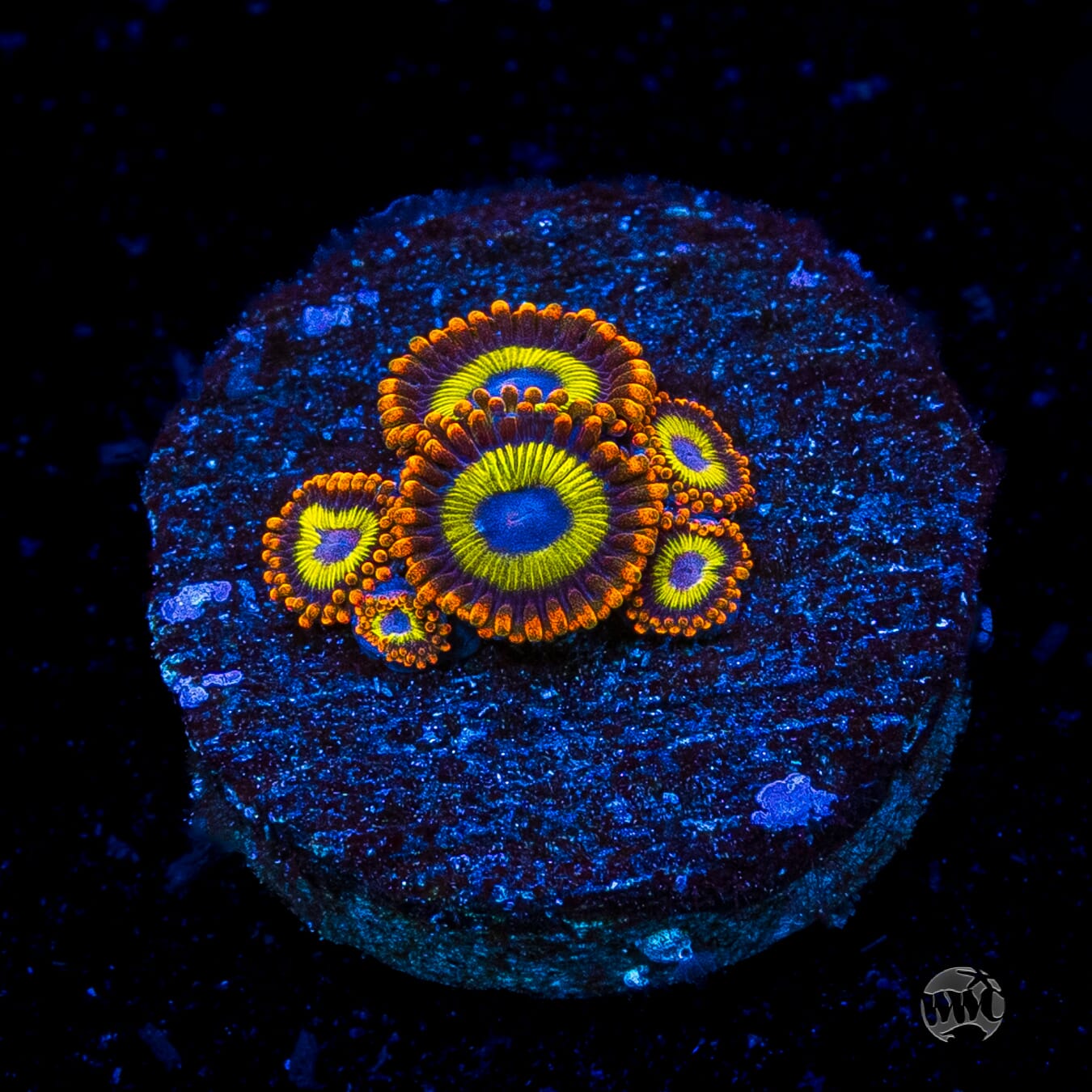 Fruit Loopz Zoanthids