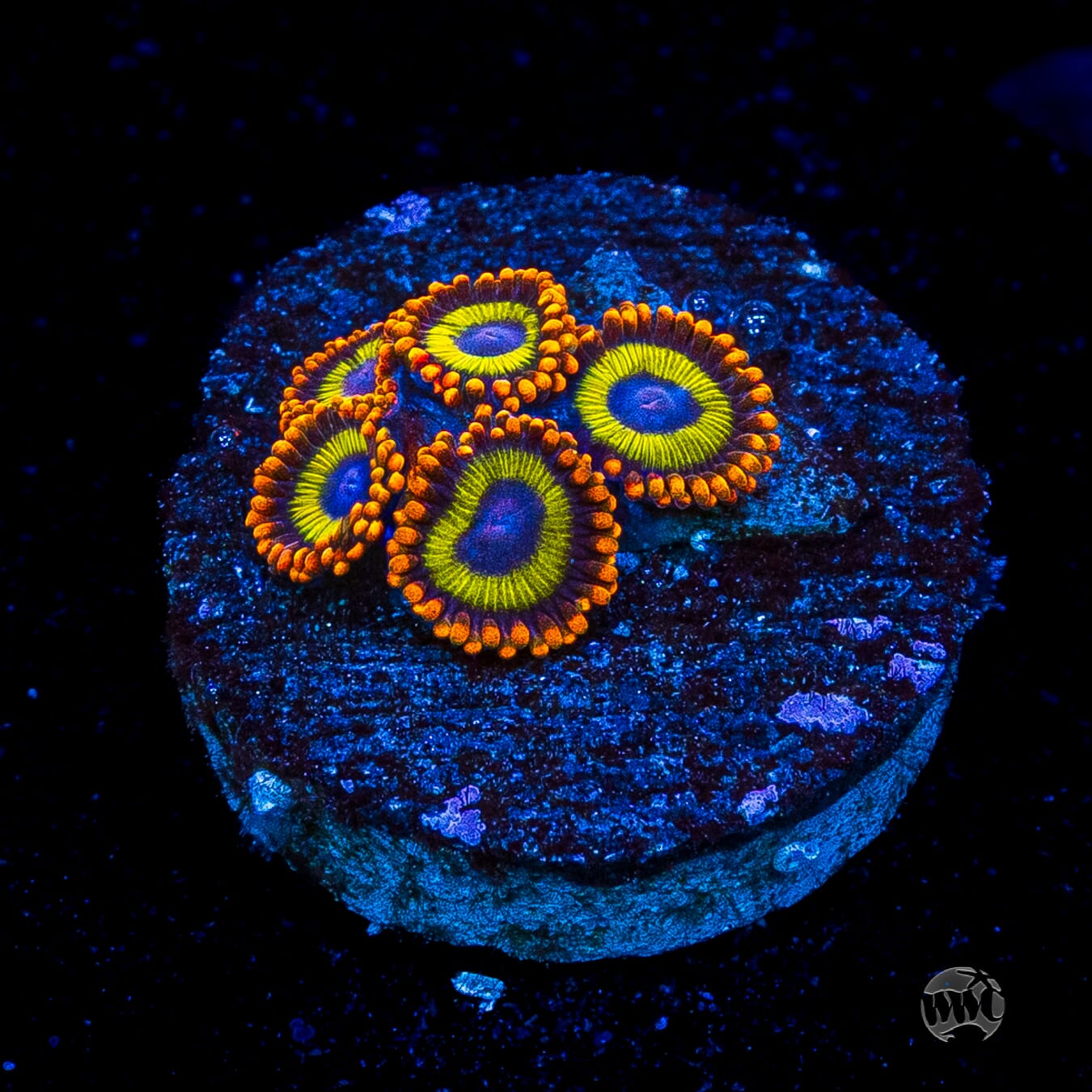 Fruit Loopz Zoanthids