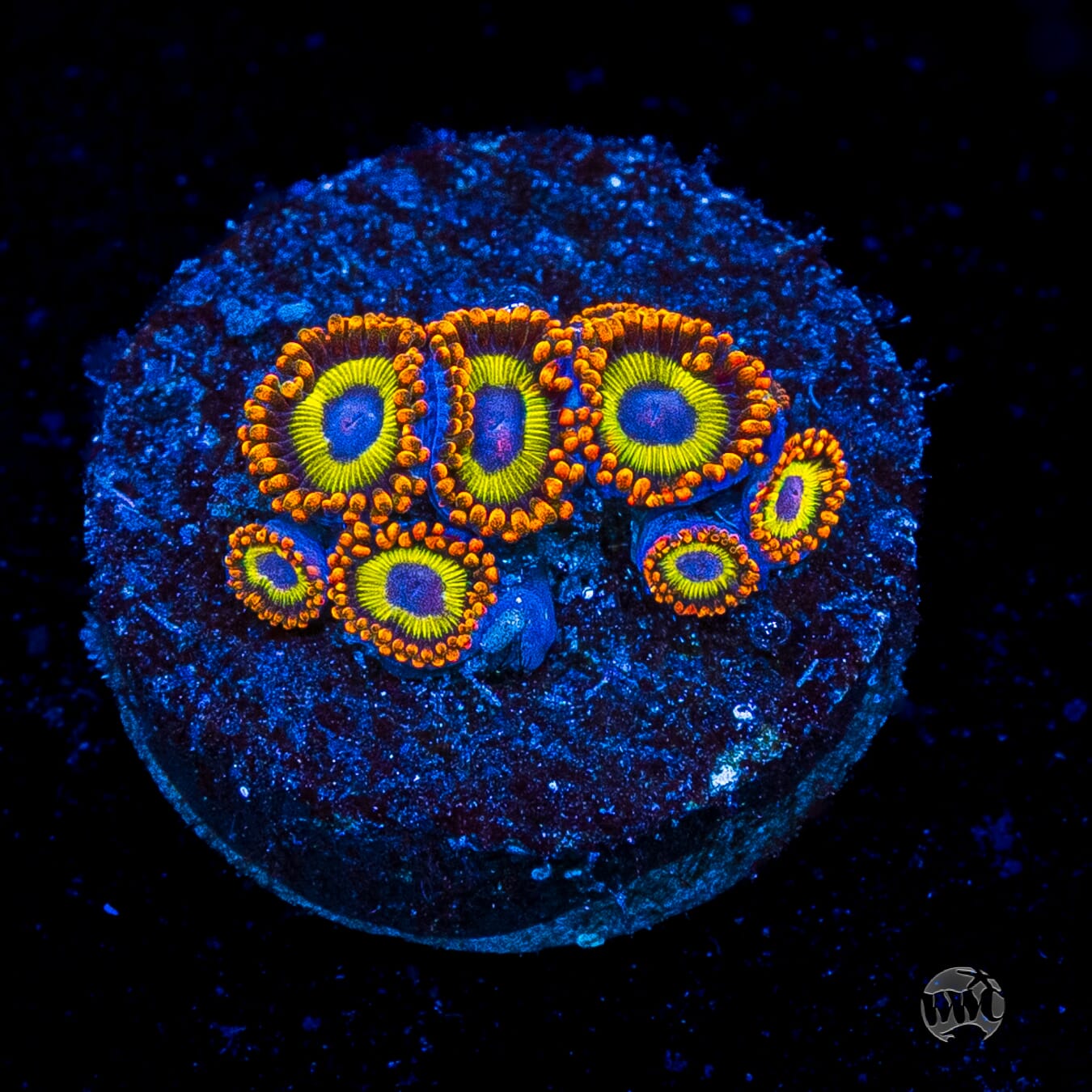 Fruit Loopz Zoanthids