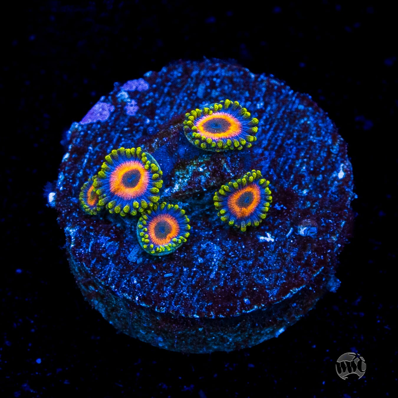 Jungle Juice Zoanthids