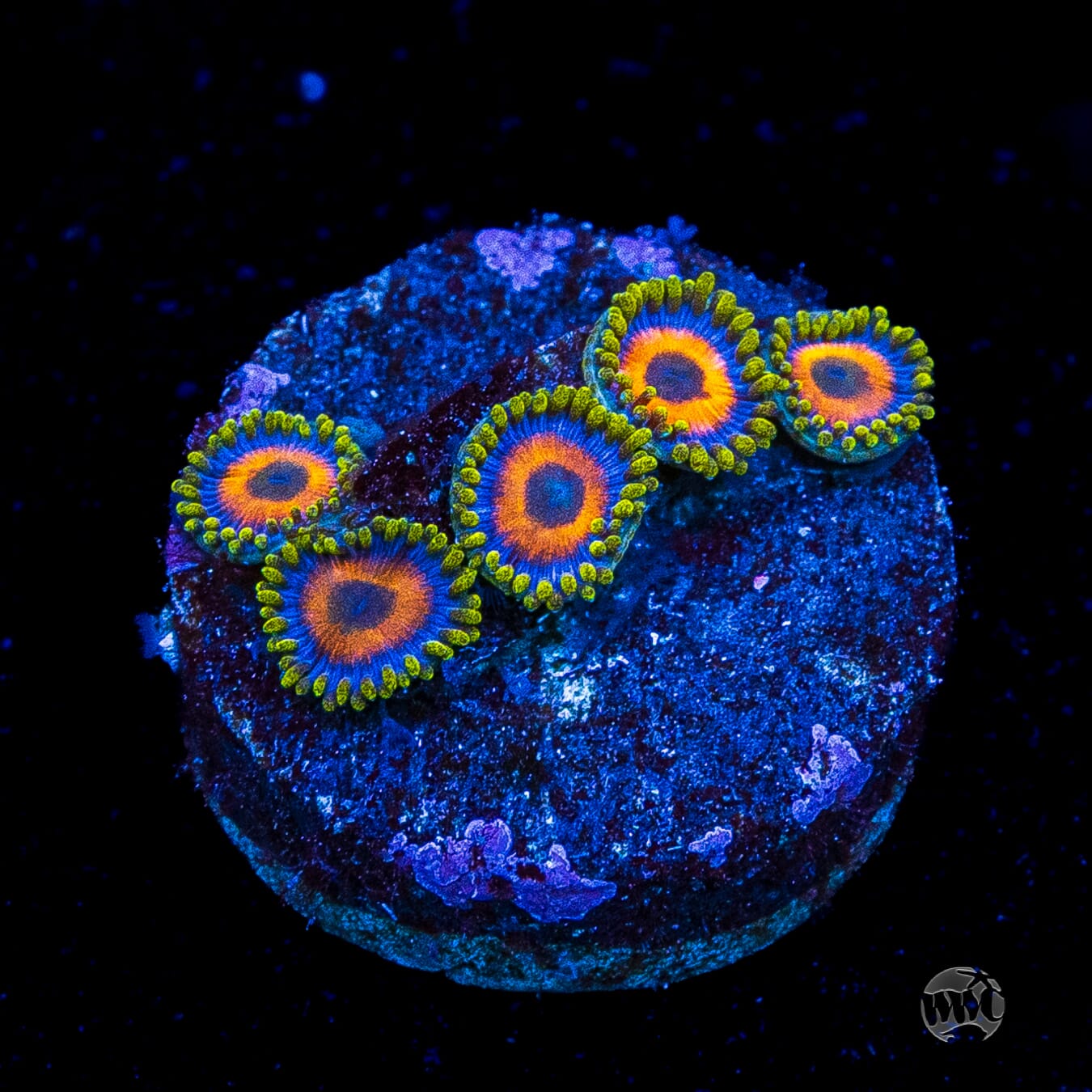 Jungle Juice Zoanthids