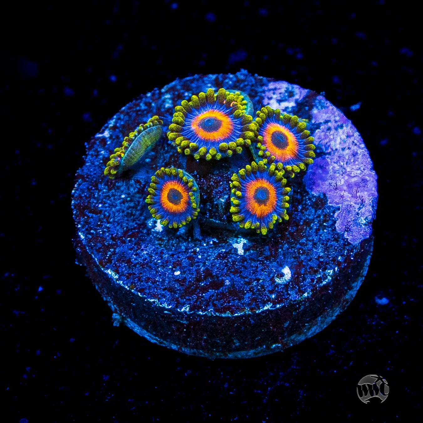 Jungle Juice Zoanthids