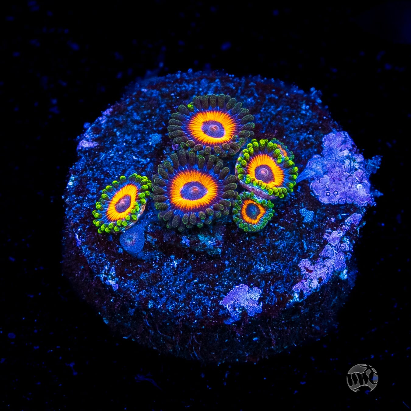 Jungle Juice Zoanthids