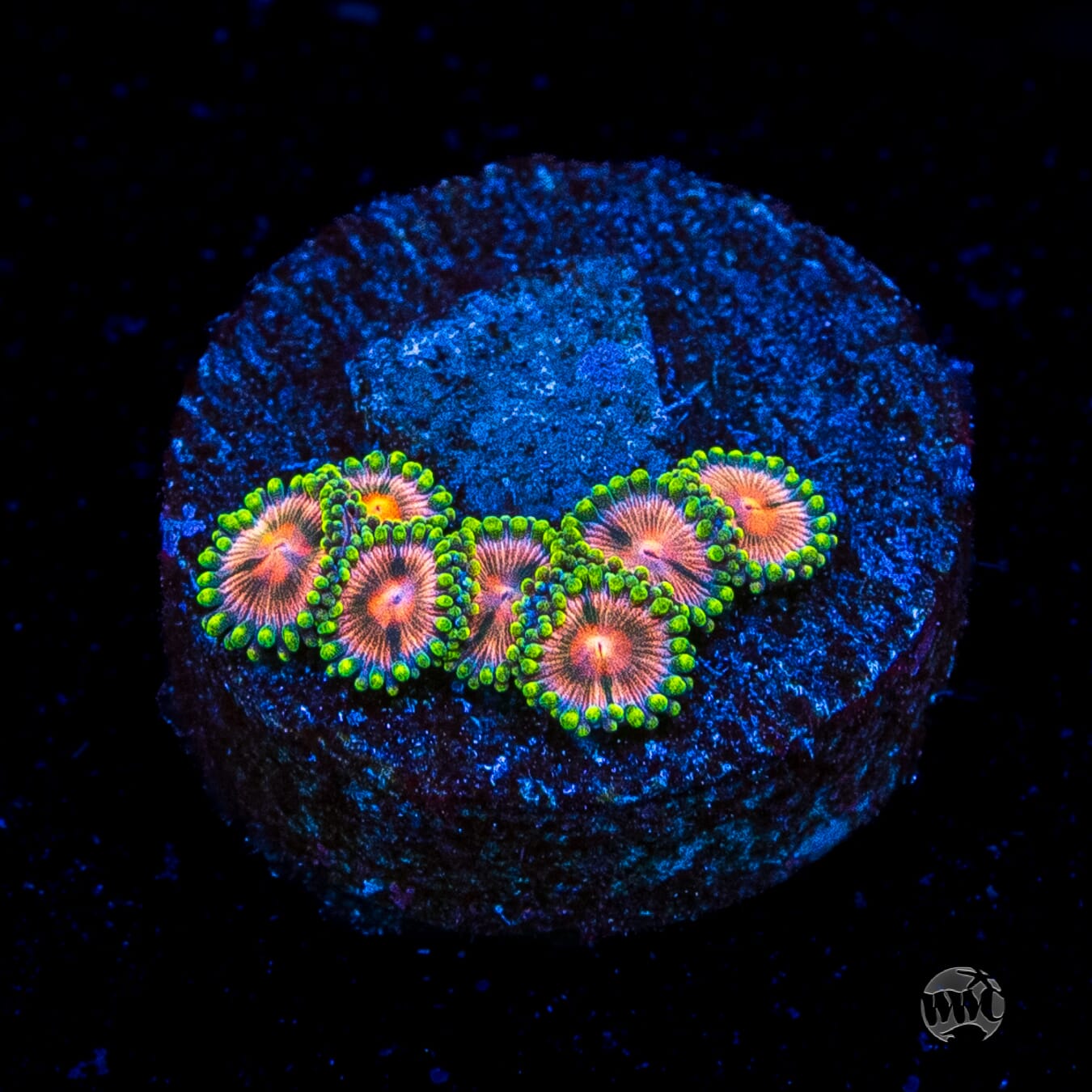 Pinwheel Zoanthids