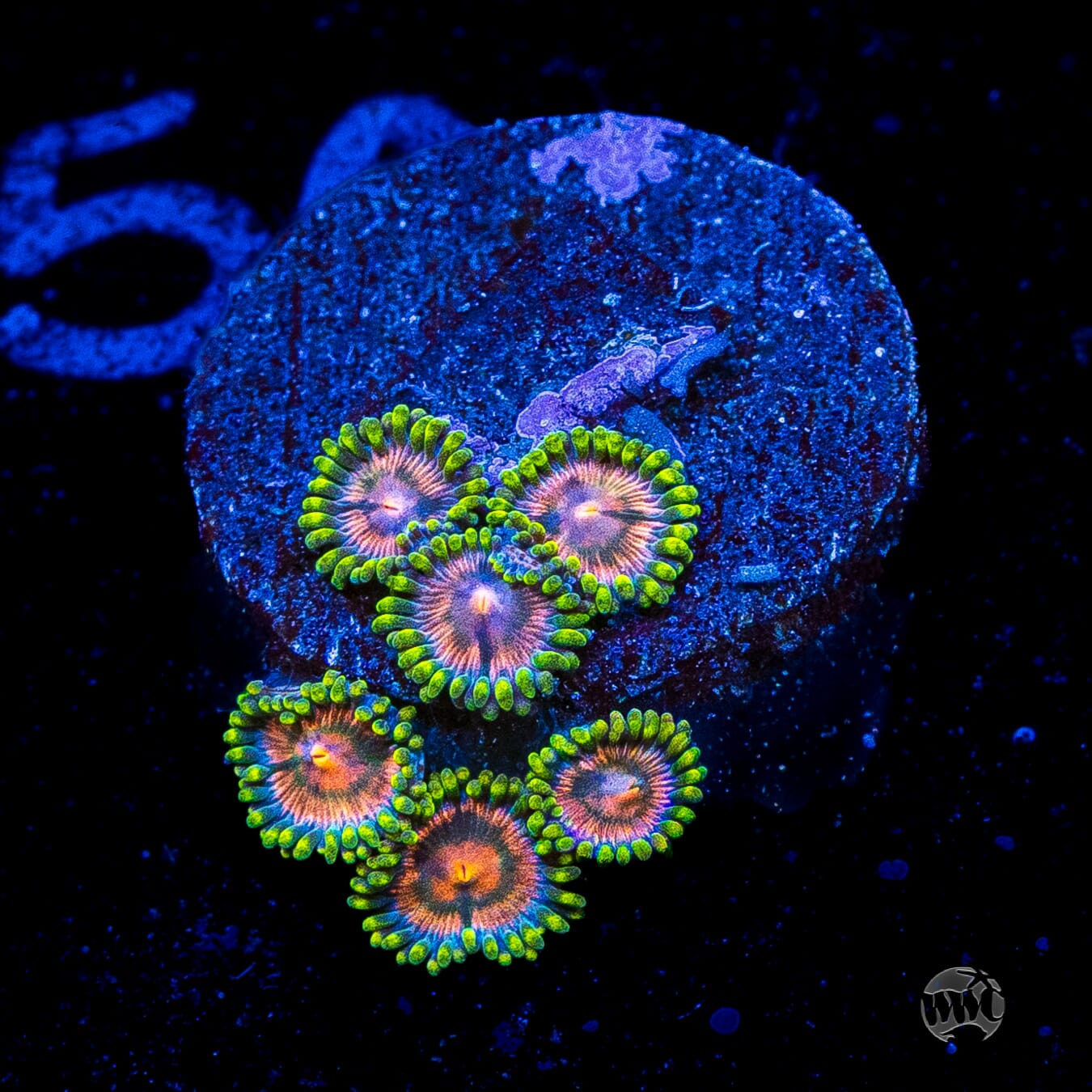 Pinwheel Zoanthids