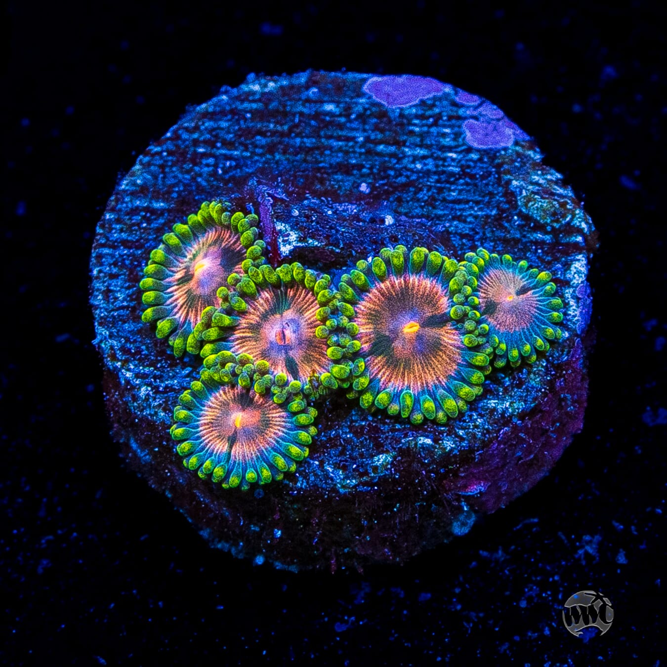 Pinwheel Zoanthids