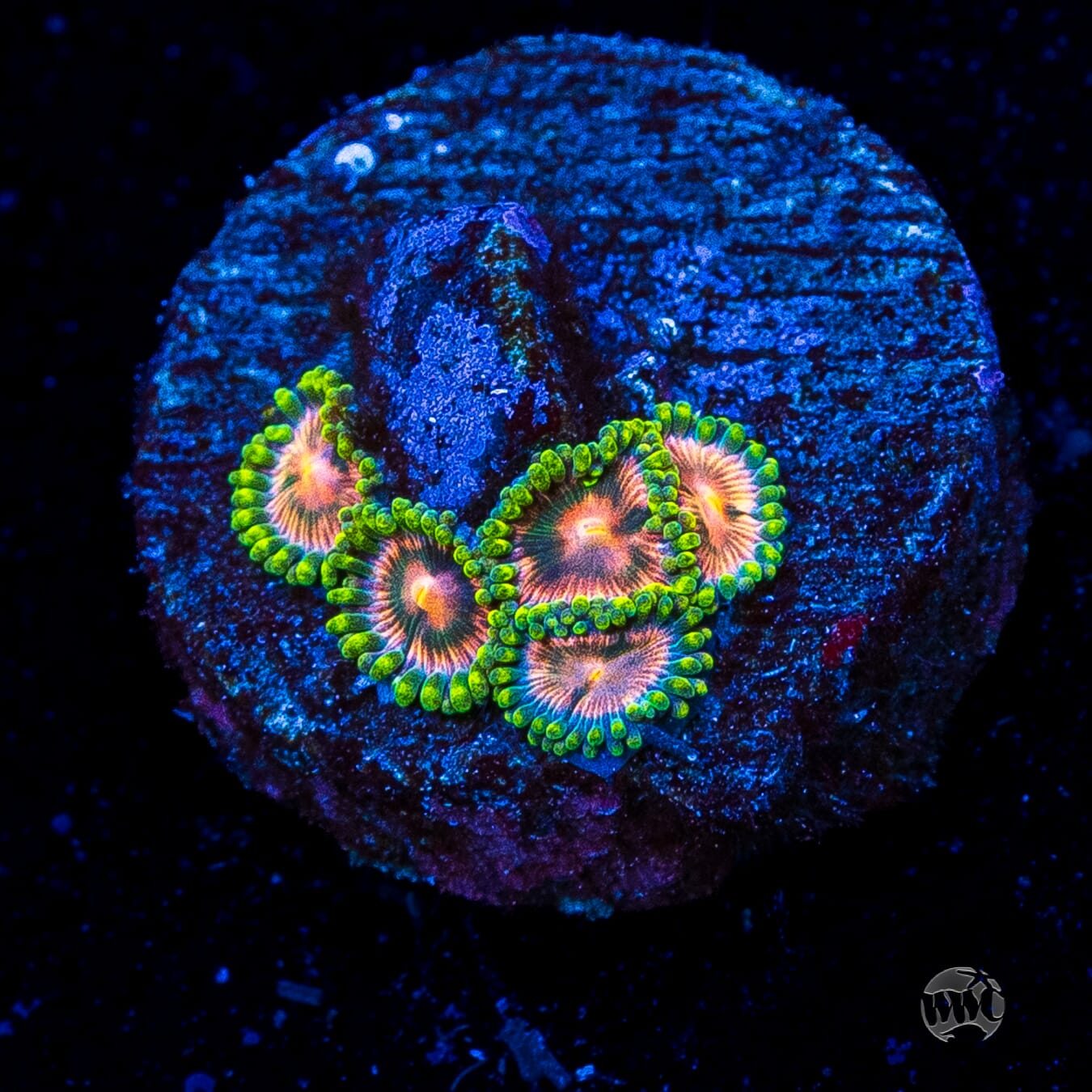 Pinwheel Zoanthids