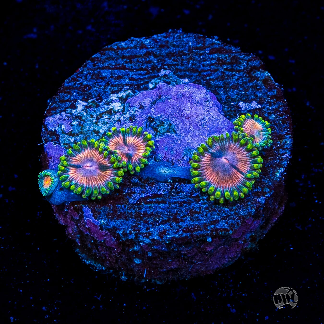 Pinwheel Zoanthids