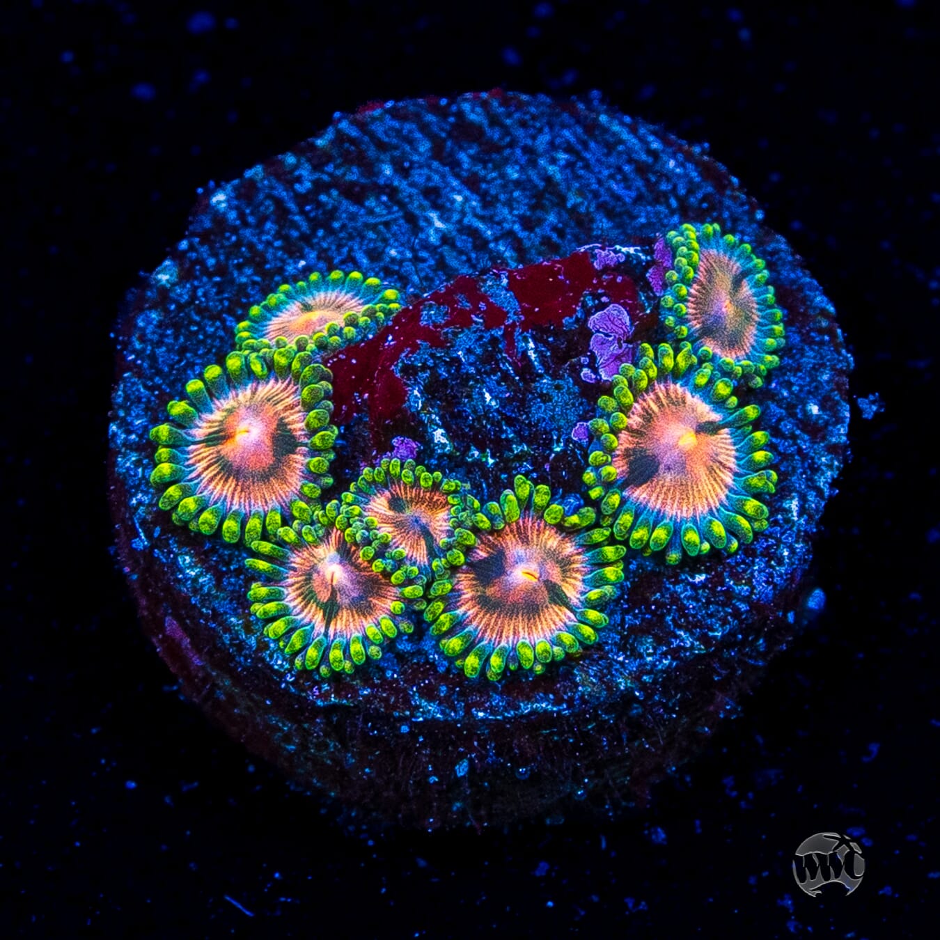 Pinwheel Zoanthids