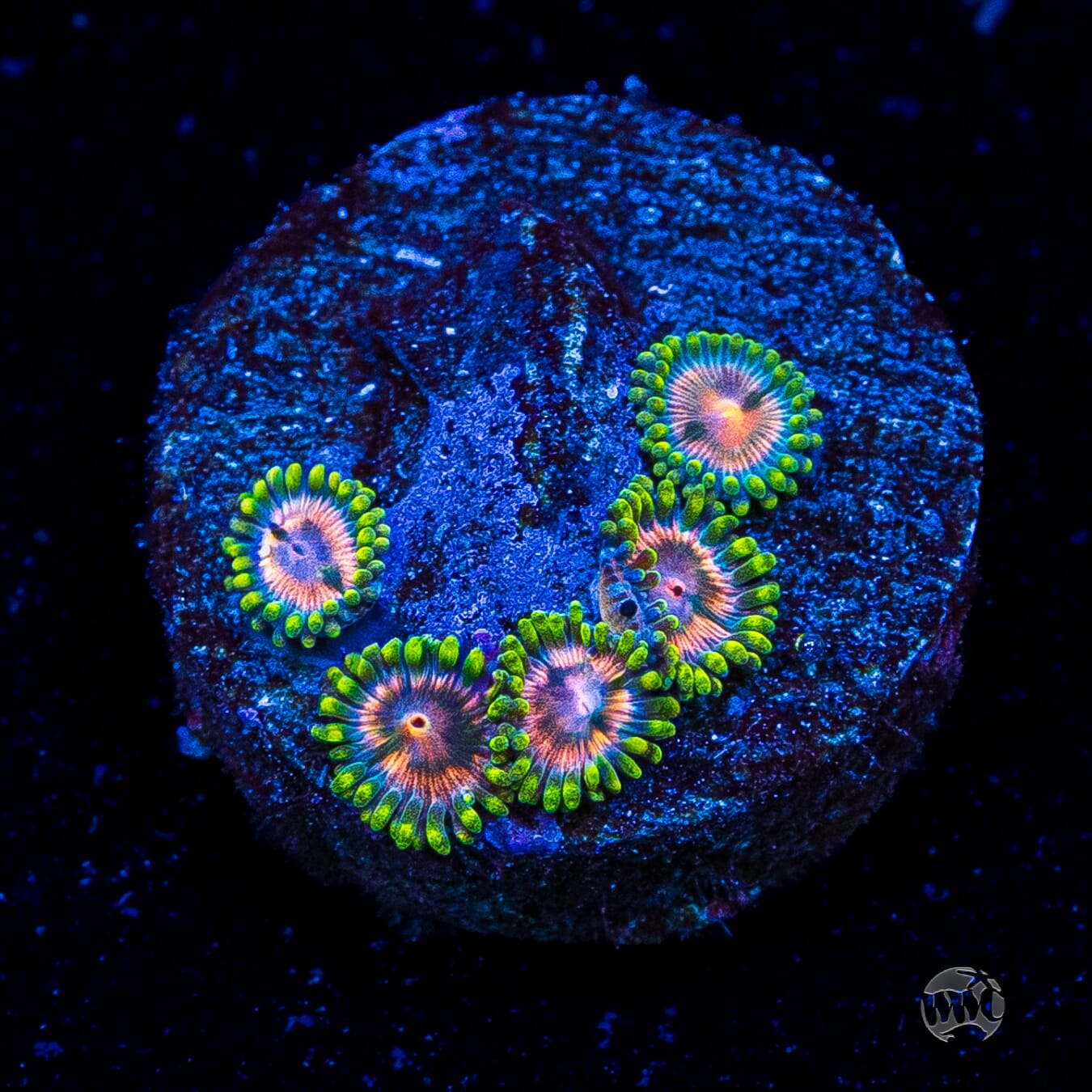 Pinwheel Zoanthids