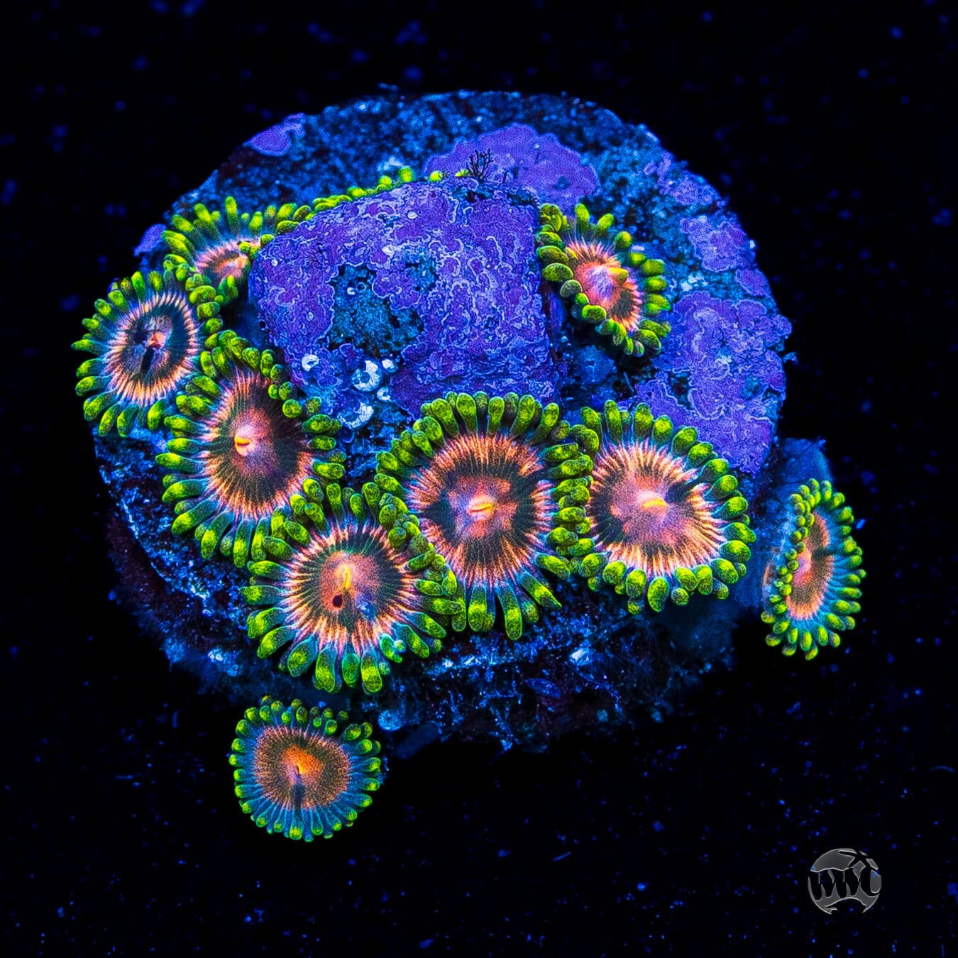 Pinwheel Zoanthids