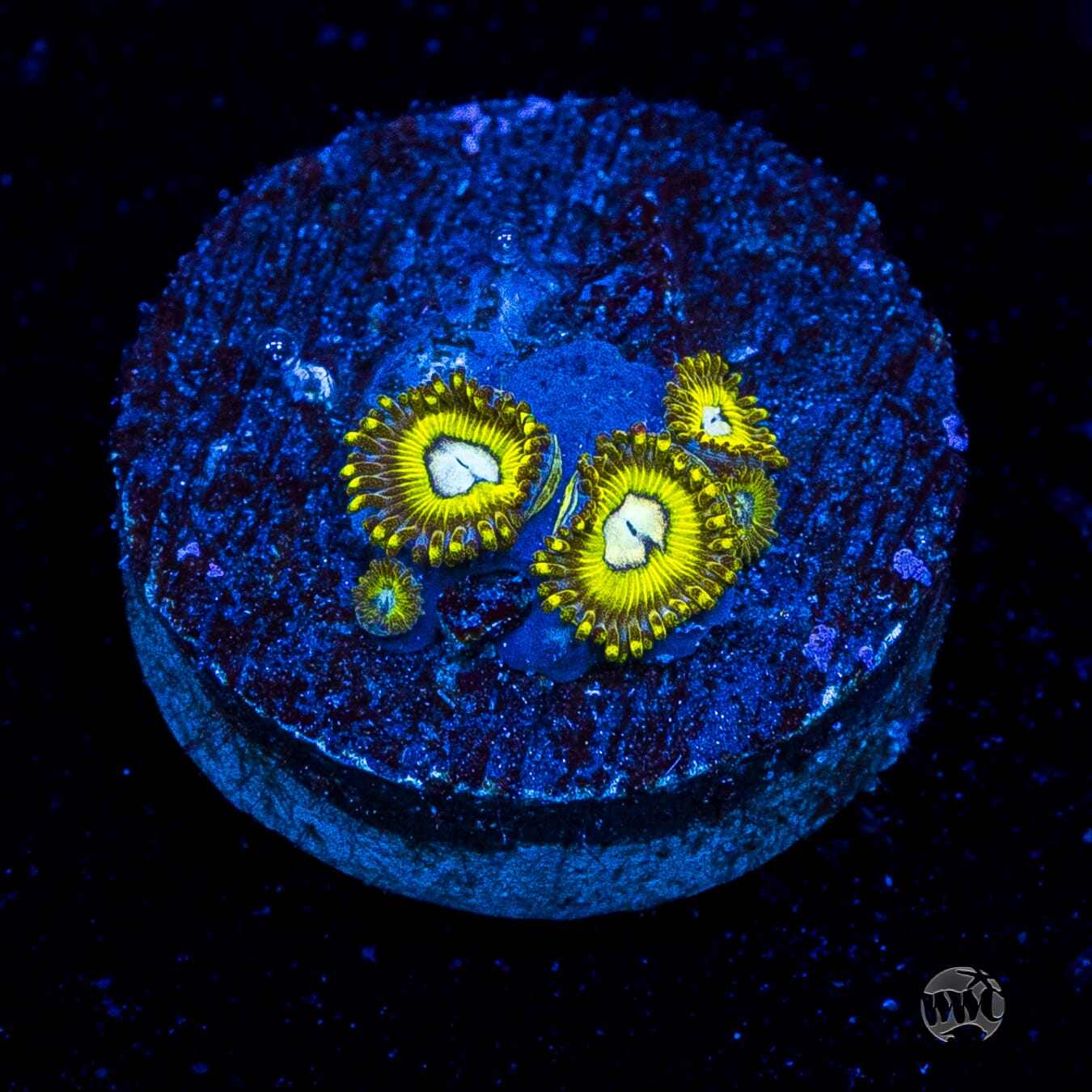 Pikachuz Zoanthids